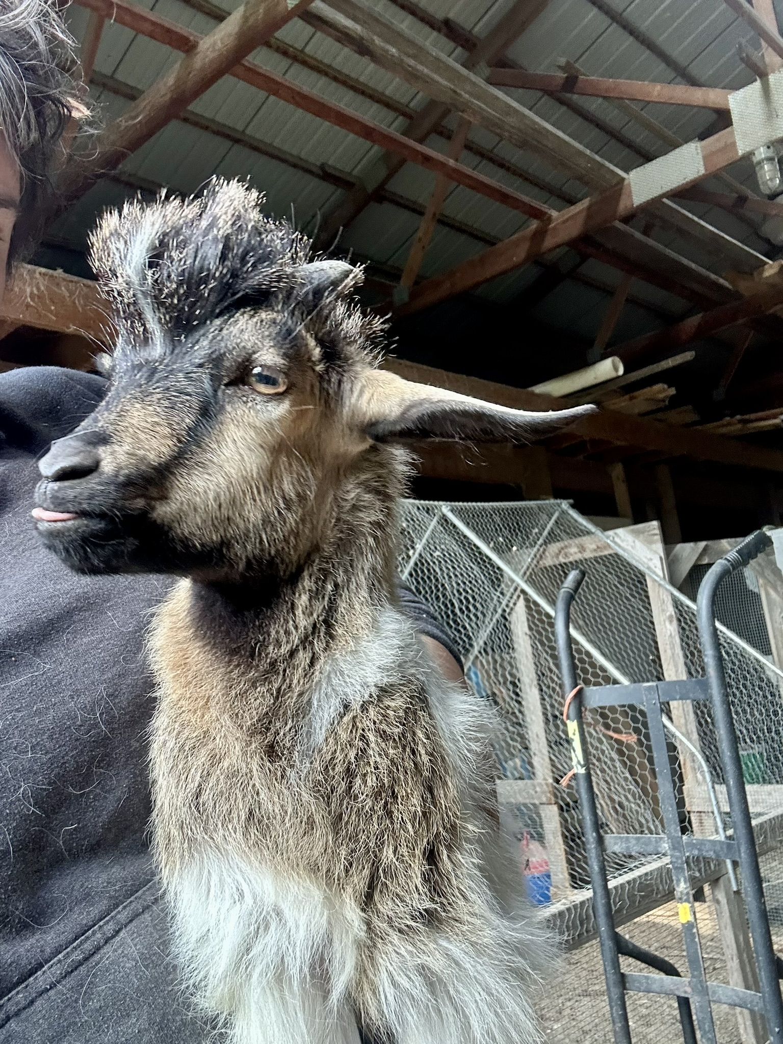 long haired brown and white goat