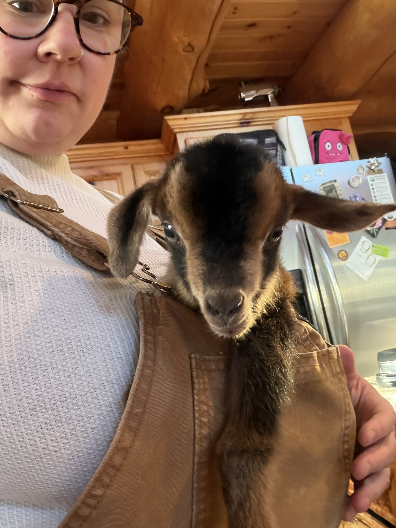 Brown baby goat sitting in bib of overalls