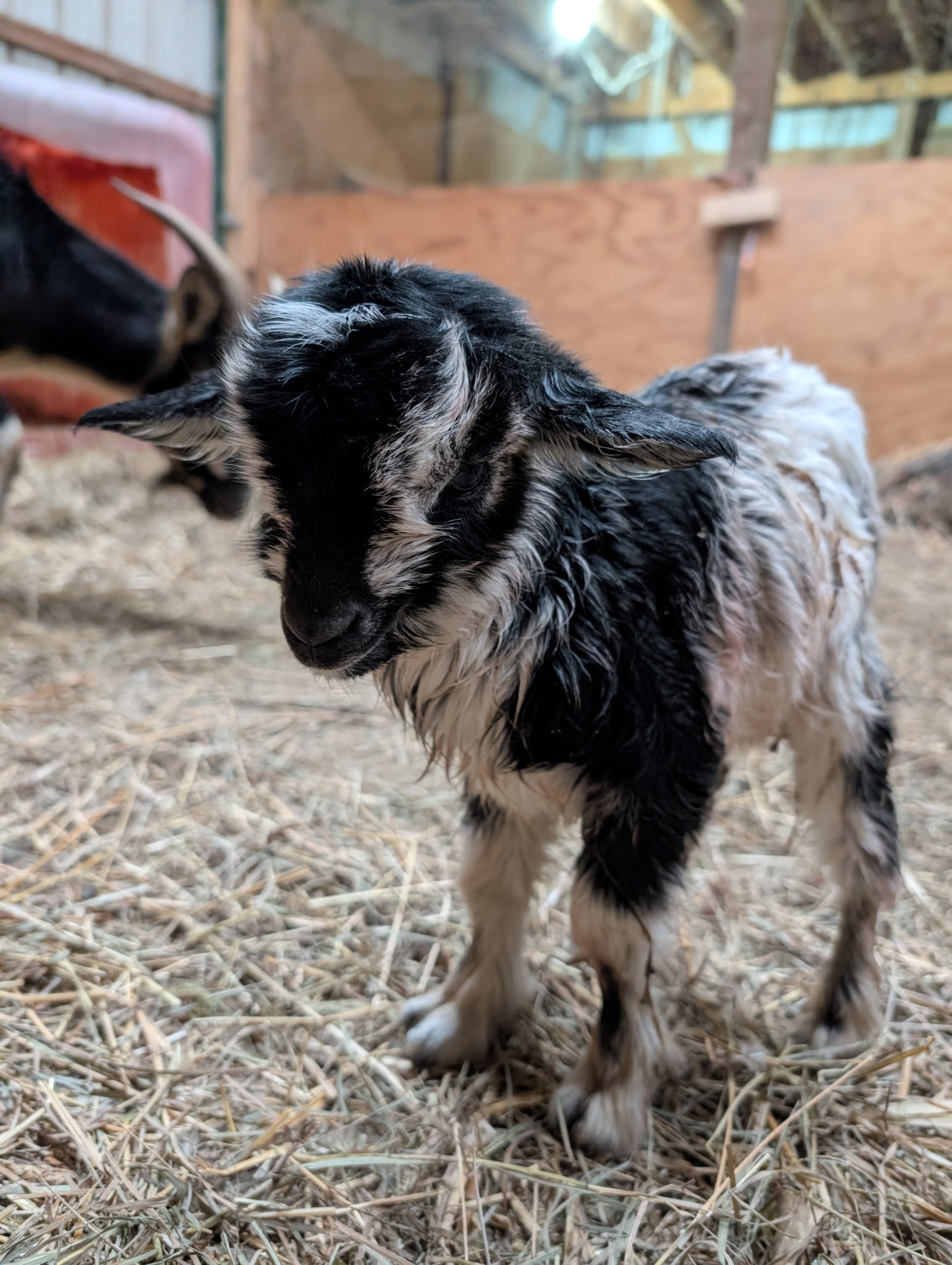 Tri color baby goat with long hair