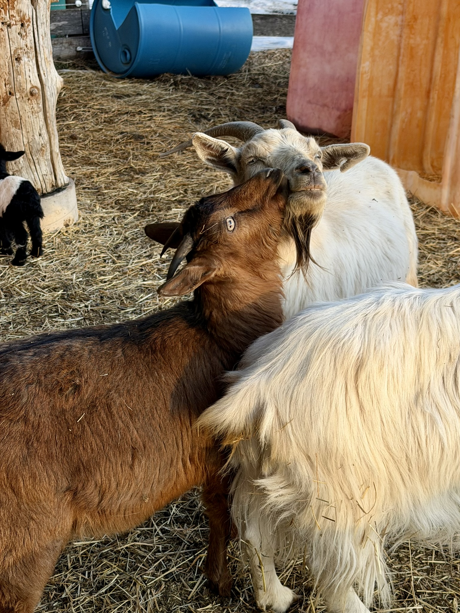 Two goats face to face