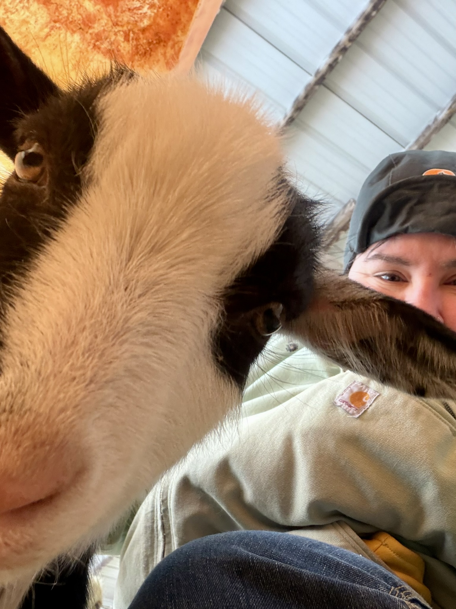 Close up of a black and white goat's face