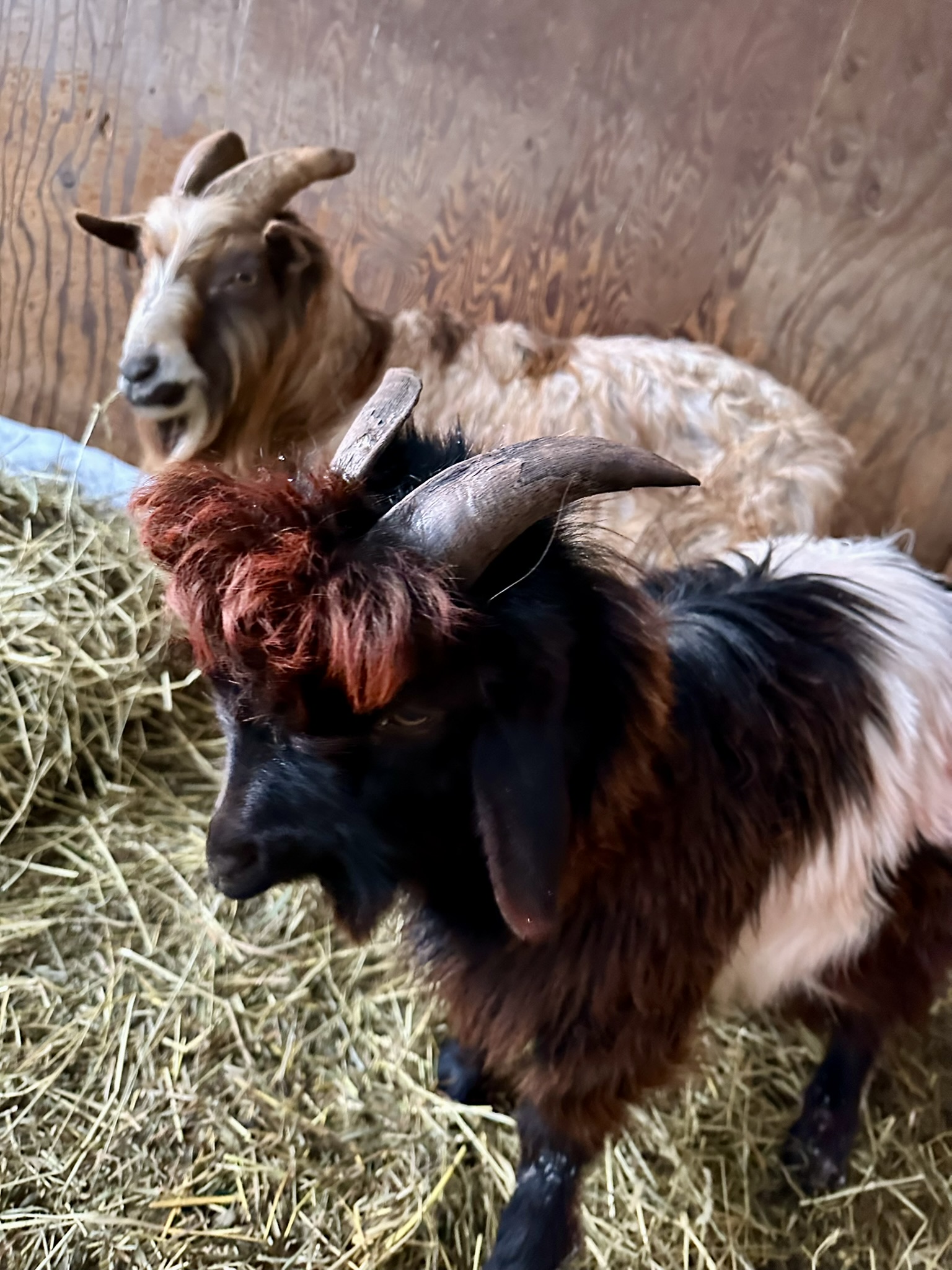 Picture taken from side of a black and white goat with red bangs