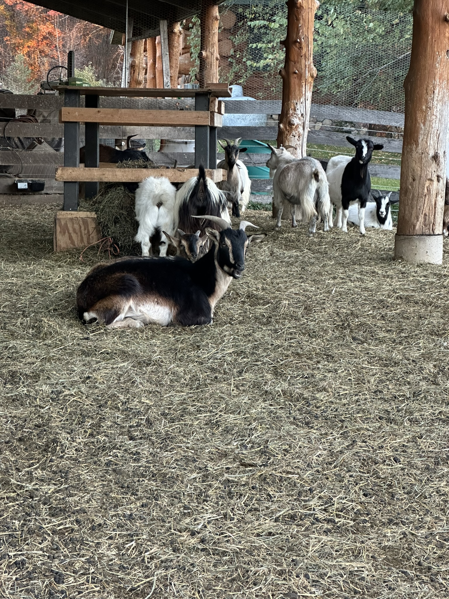 Black and tan goat laying on hay