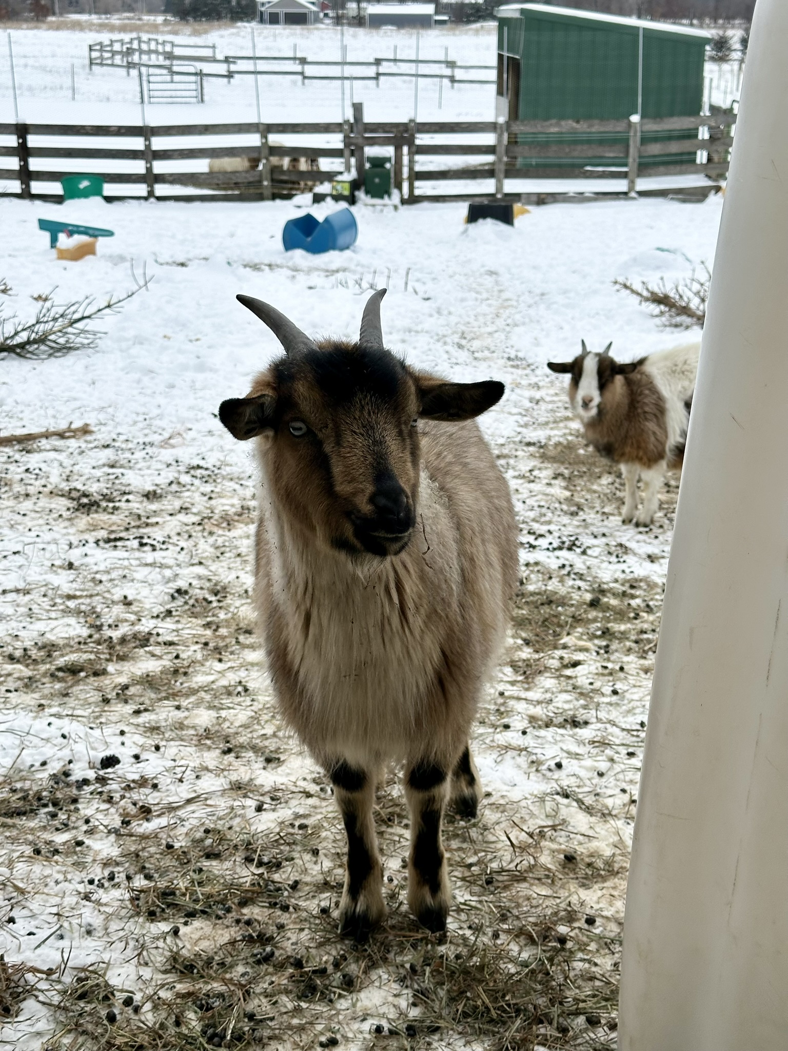 Brown goat standing in snow