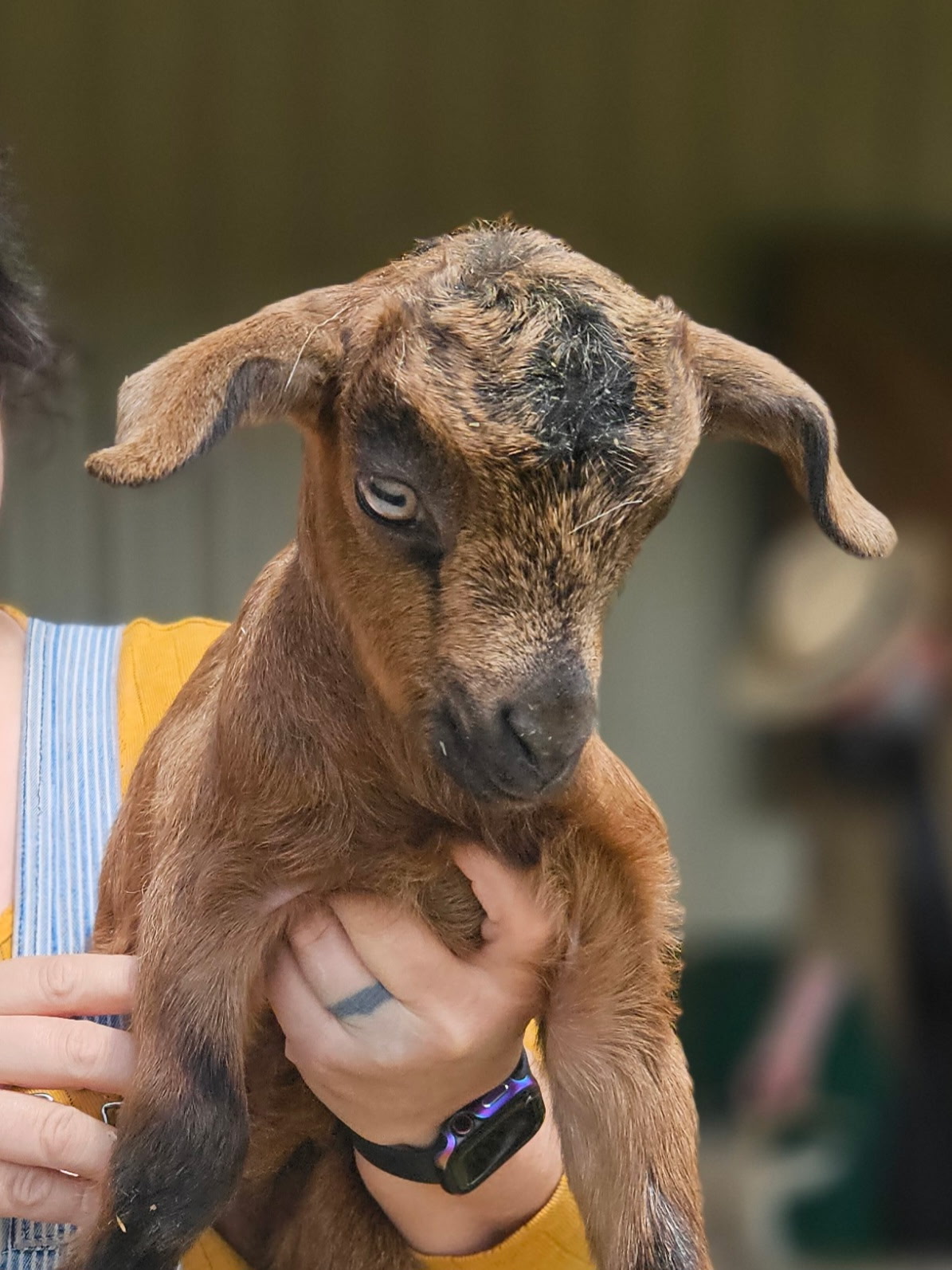 Brown baby goat with long ears