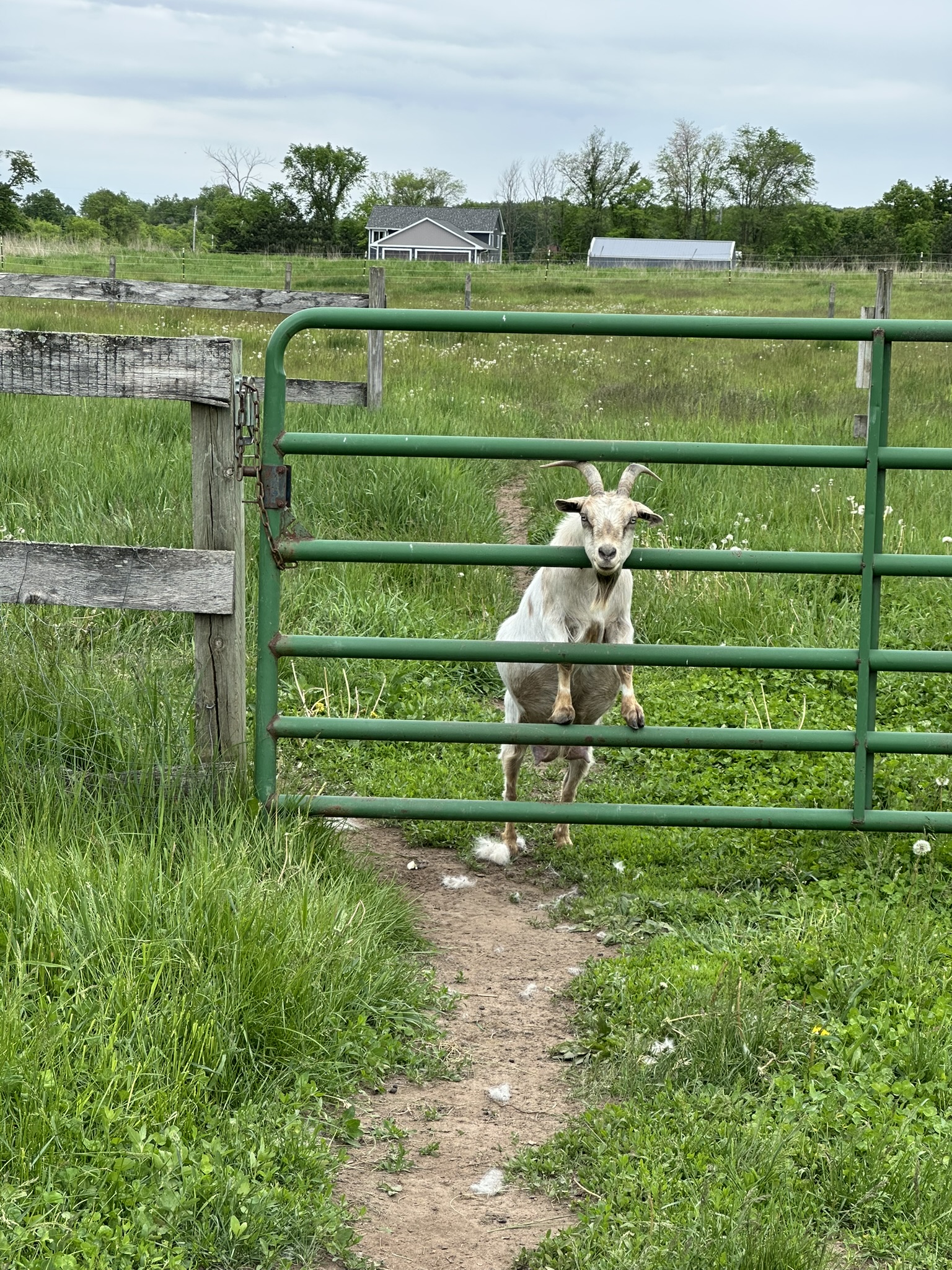 Goat climbing on fence