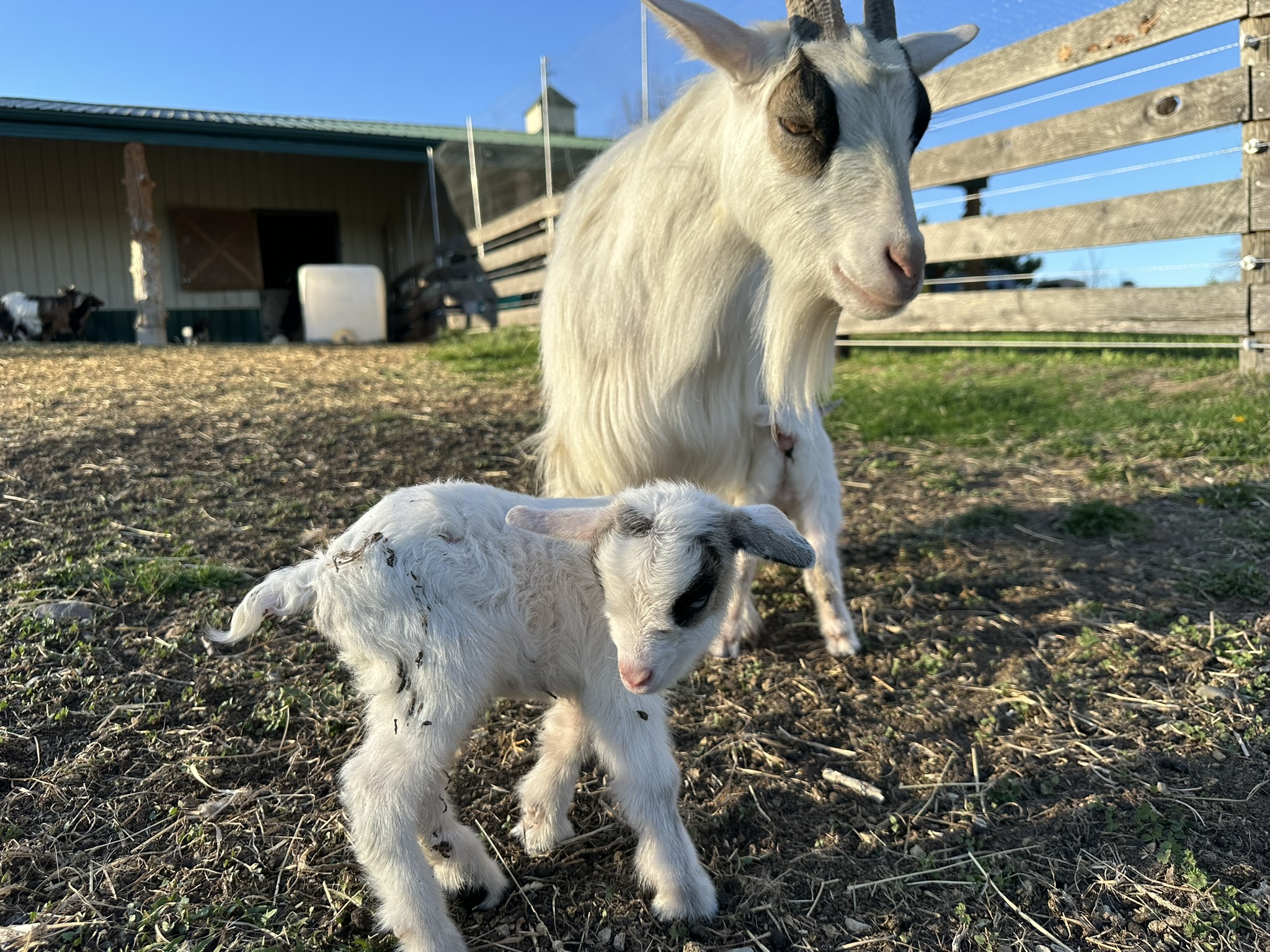 White newborn goat next to white full grown goat