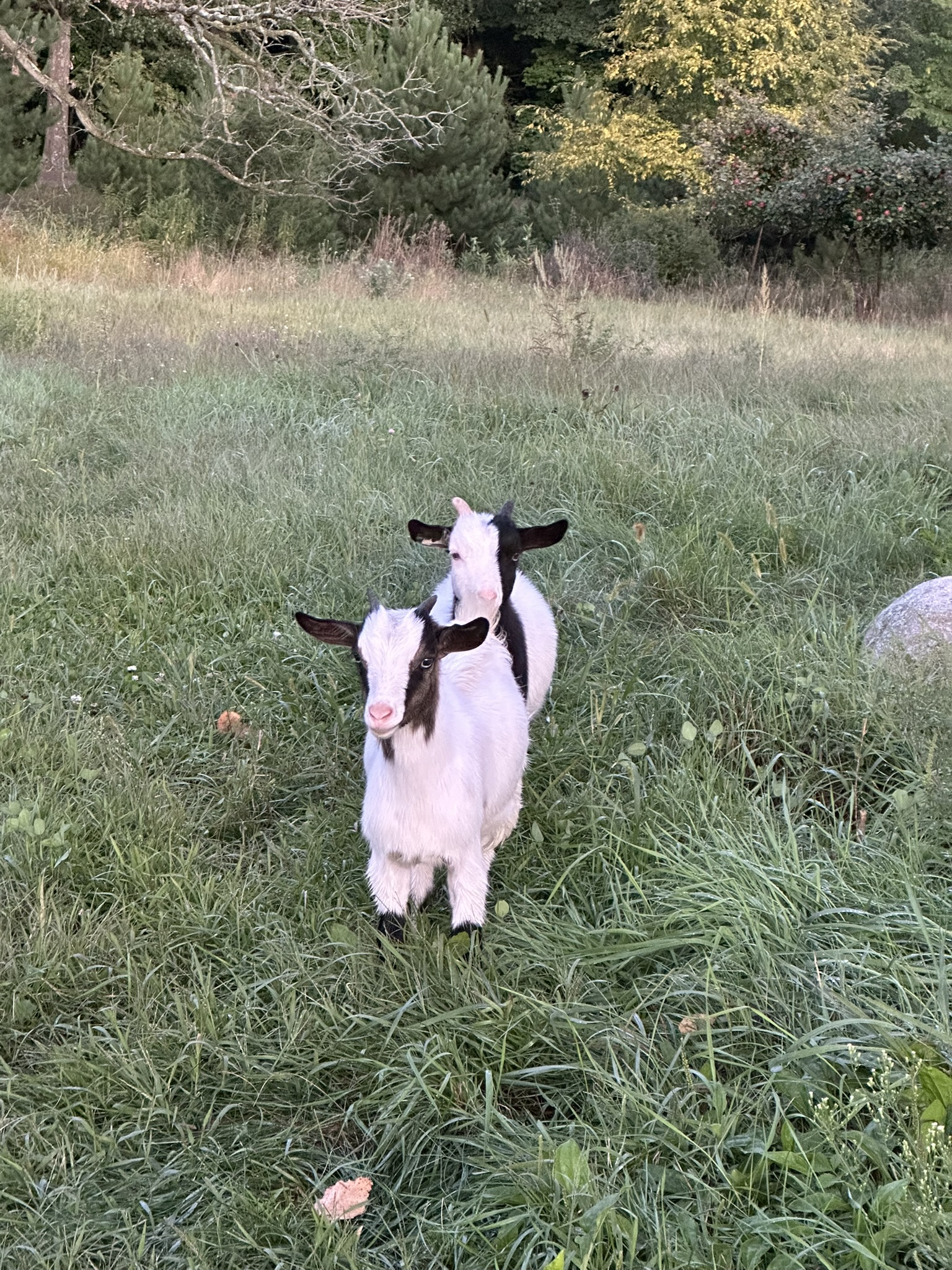 Two young goats in the grass