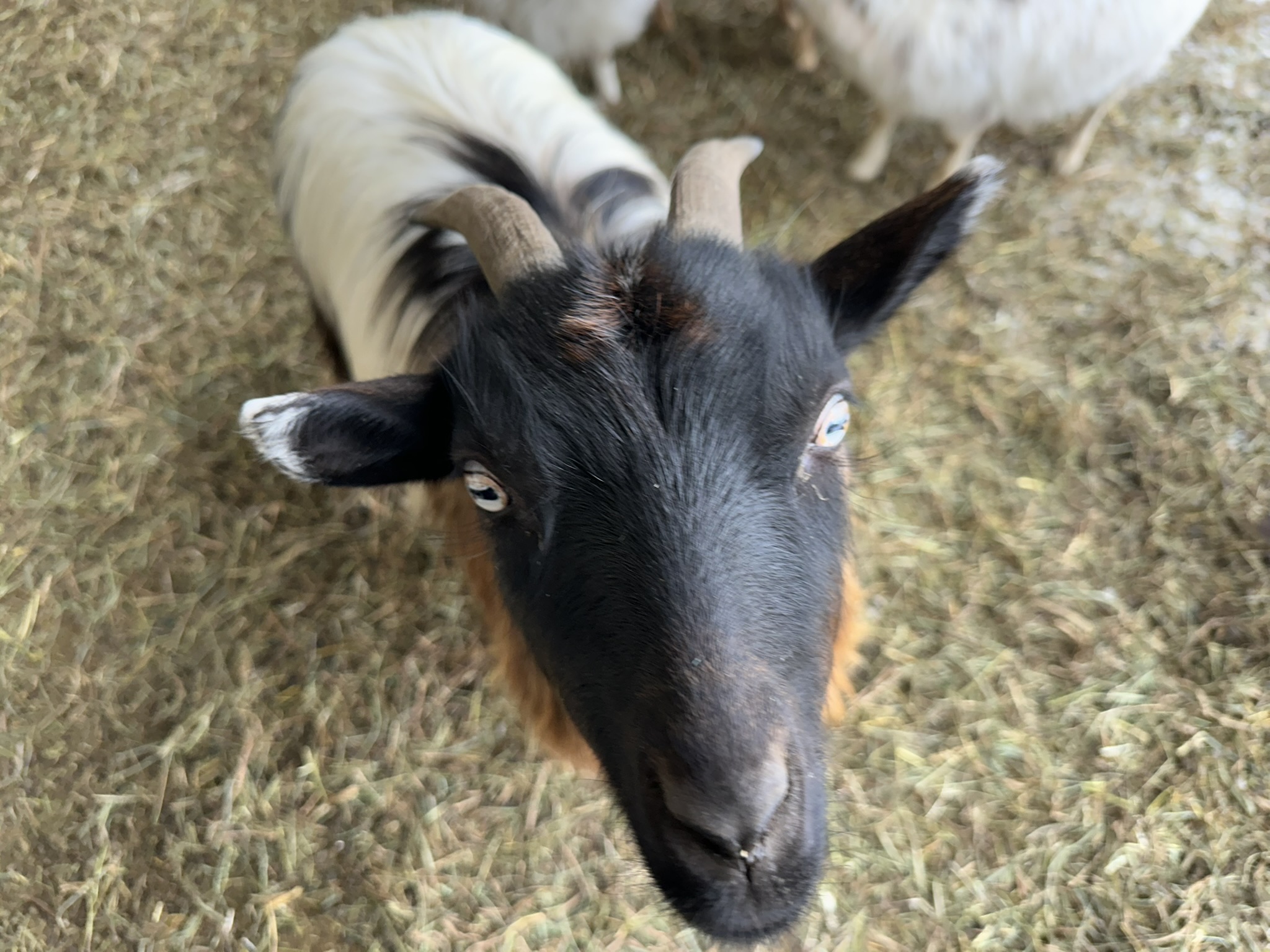 goat white black face and blue eyes