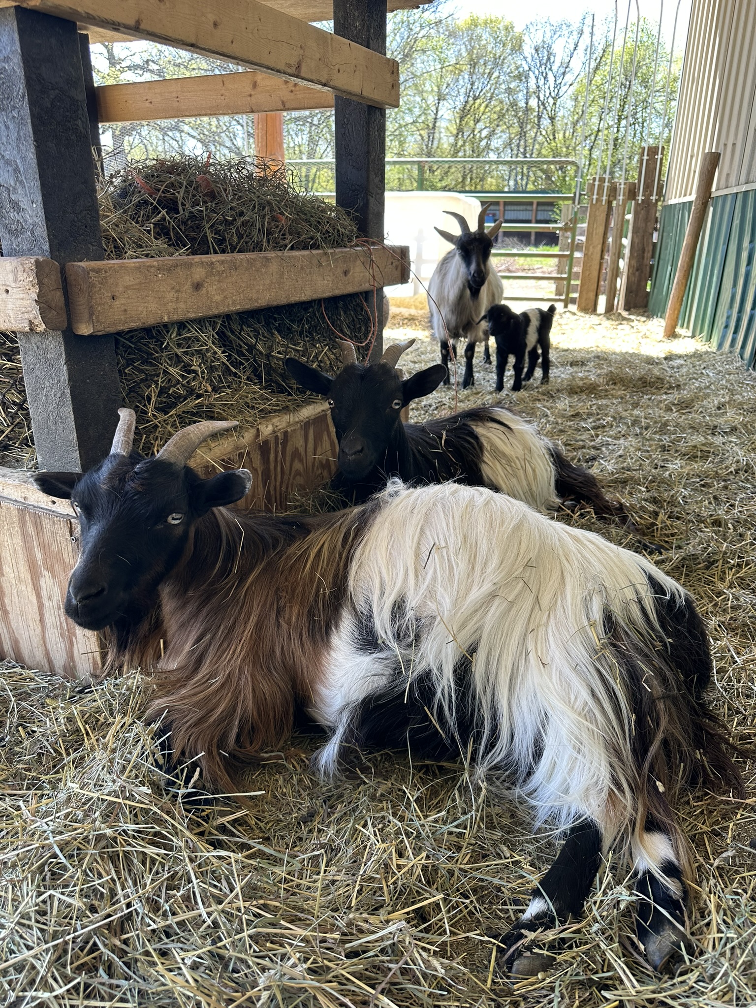 Pregnant tricolor goat laying in hay