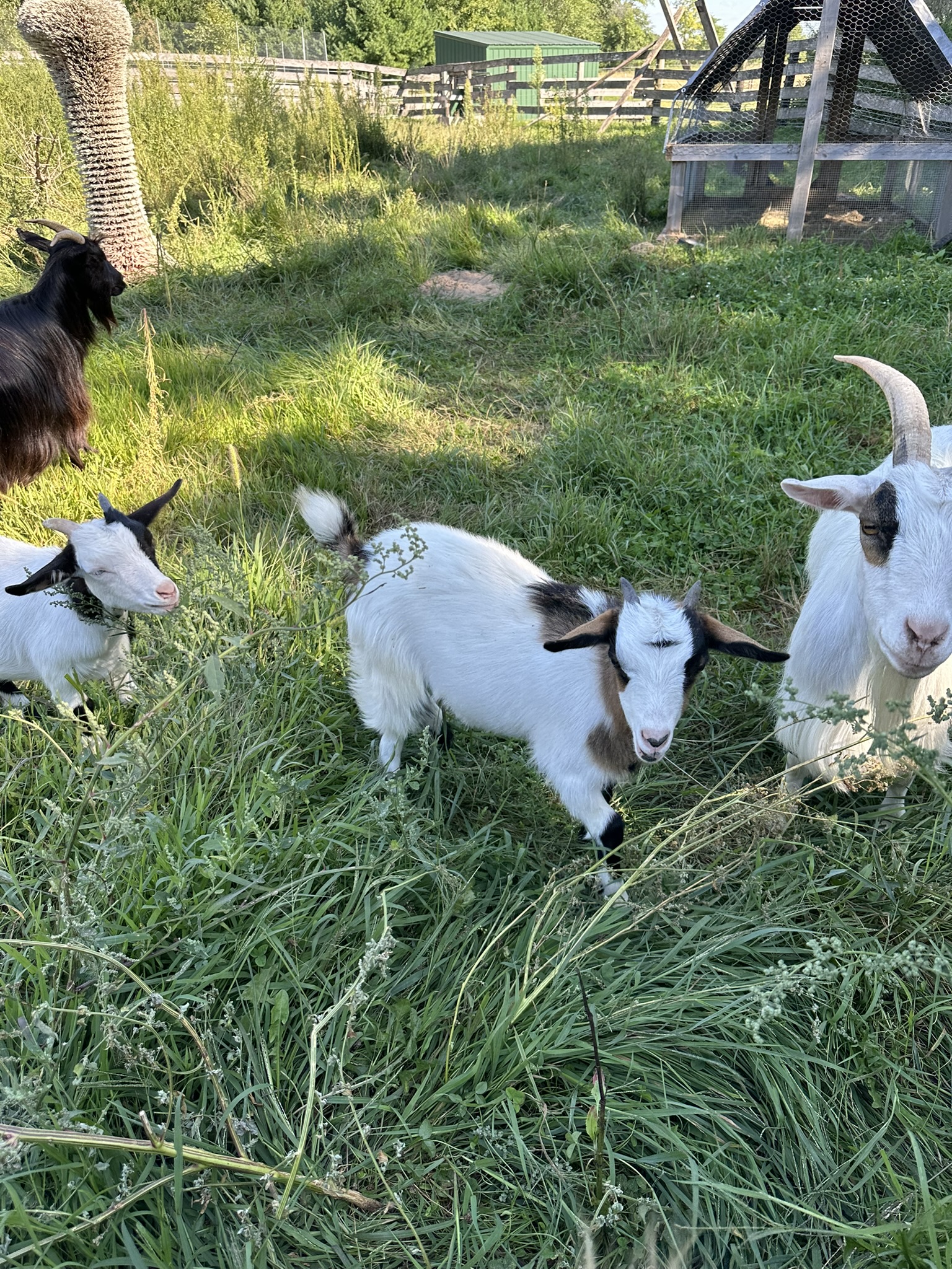 Tricolor baby goat on grass