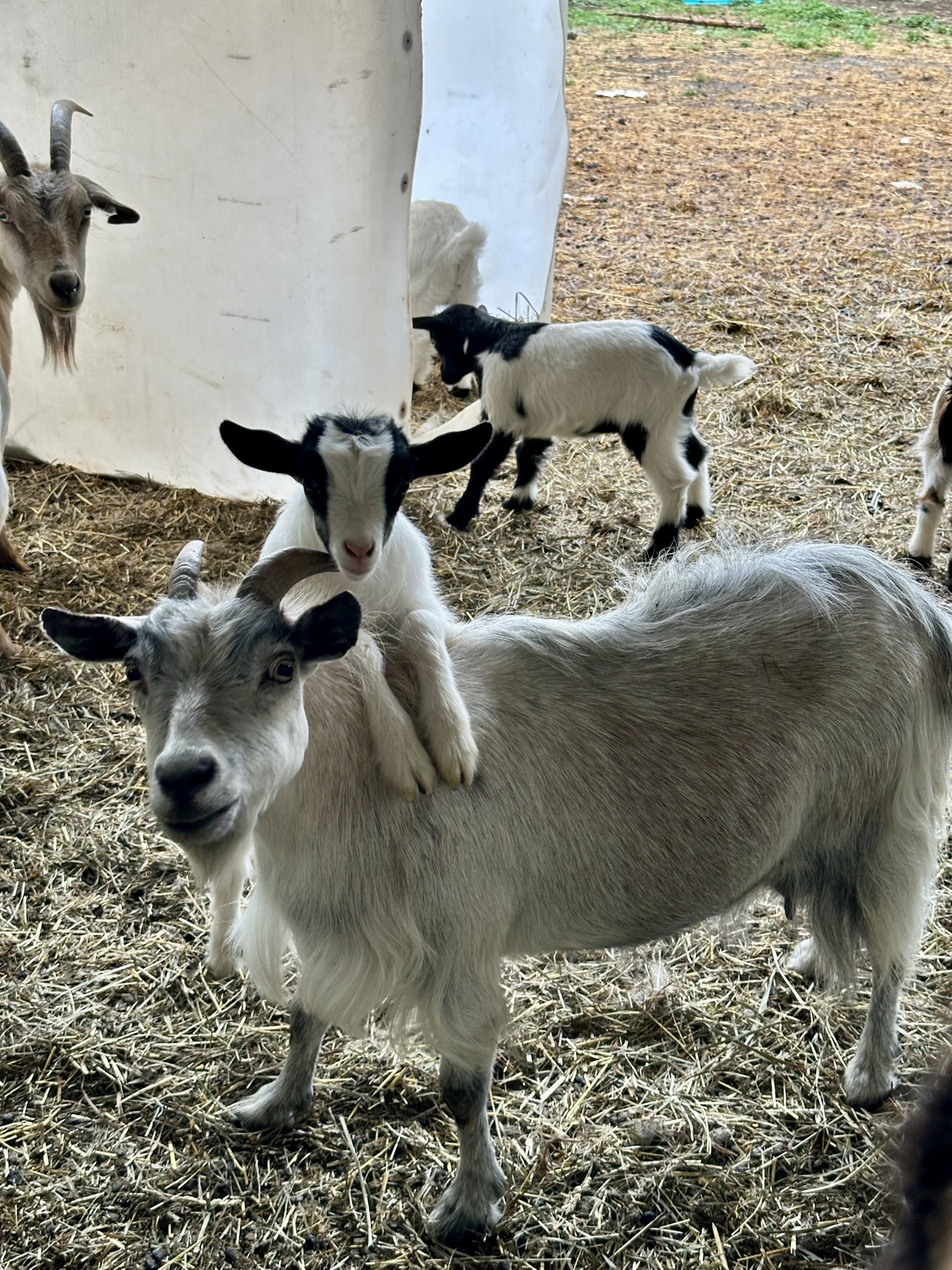 baby goat on mom's back