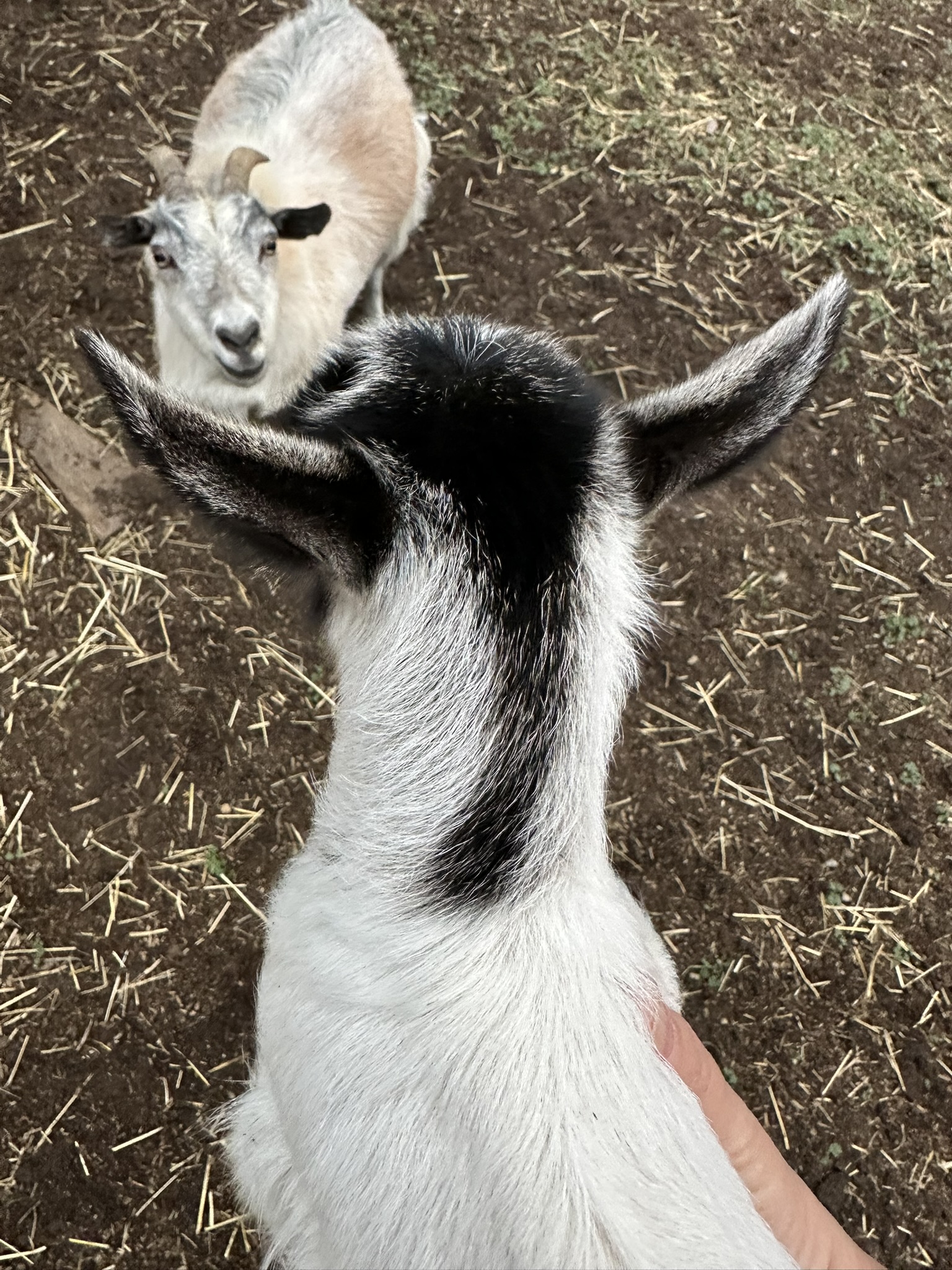 white goat with partial black dorsal stripe