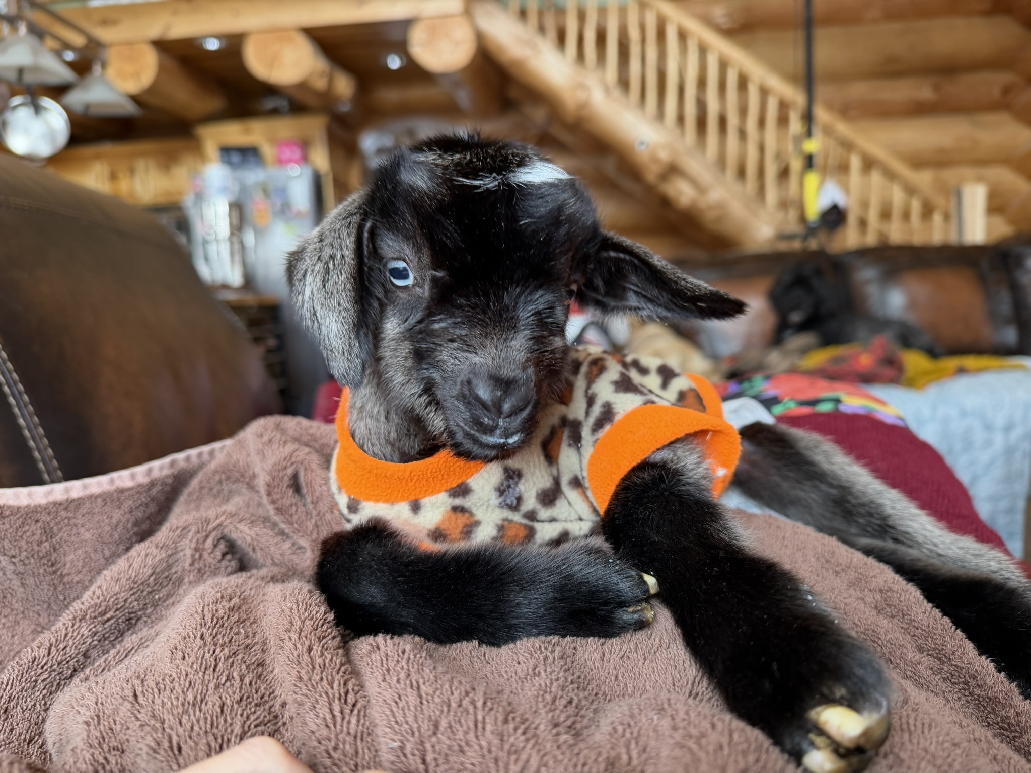baby goat in sweater on a towel in a house