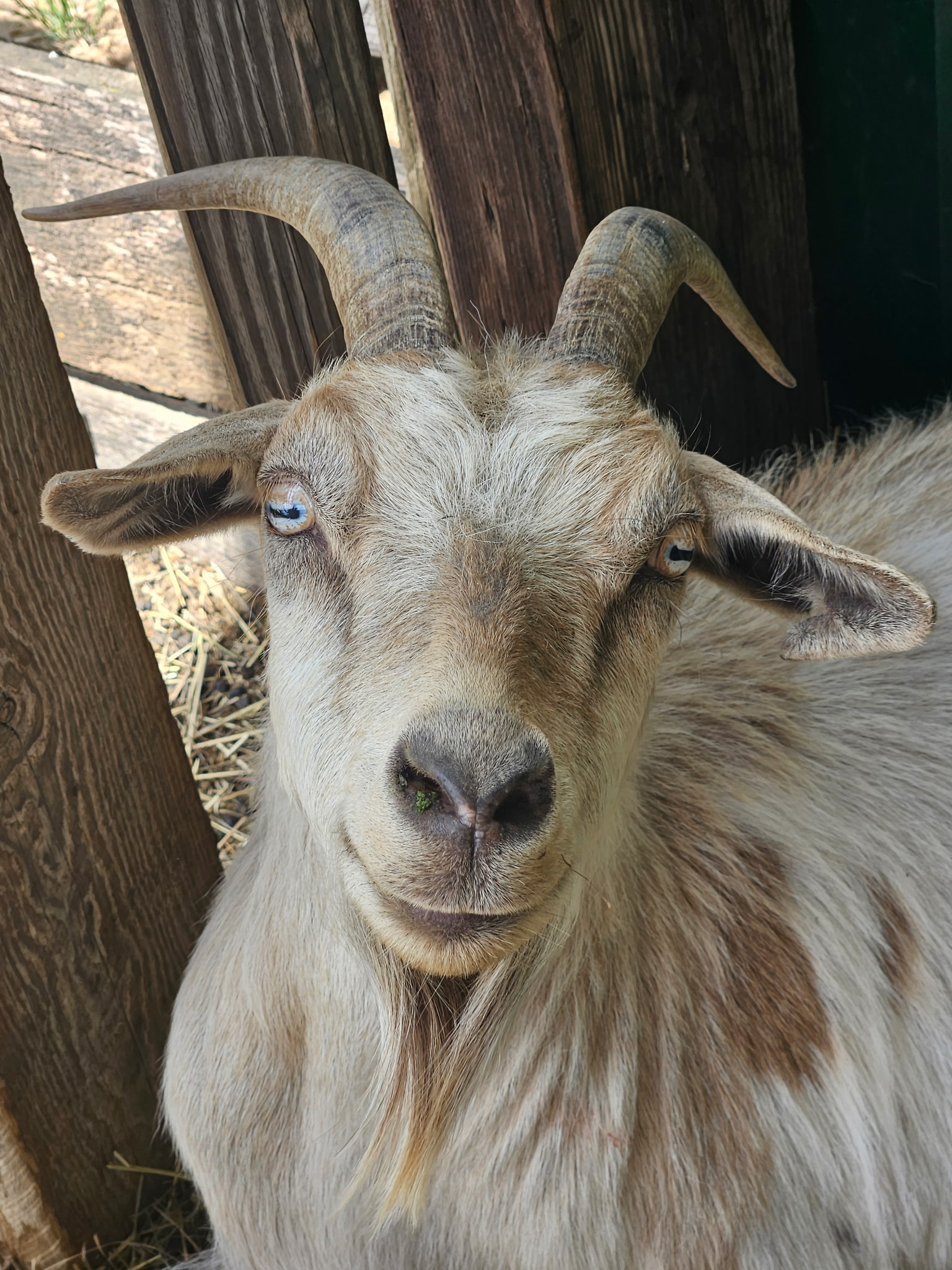 portrait of tan goat with blue eyes and horns