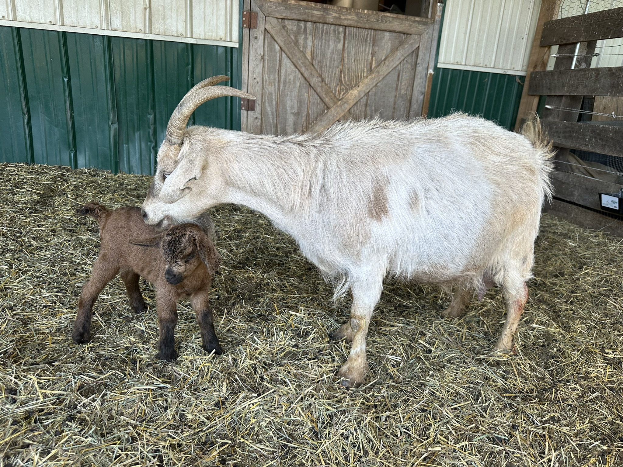 mama and baby goat