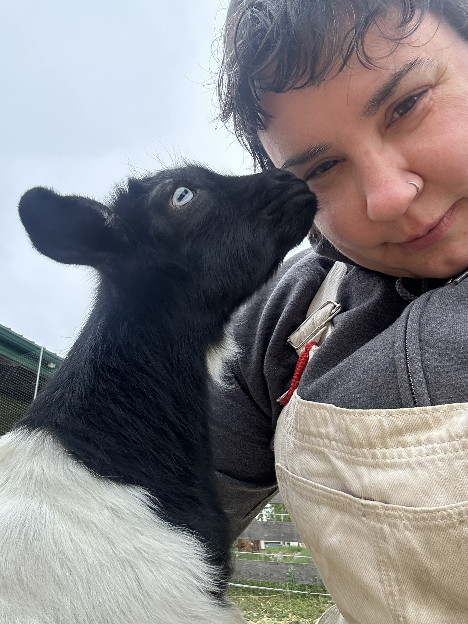 goat with black face and blue eyes sniffing woman