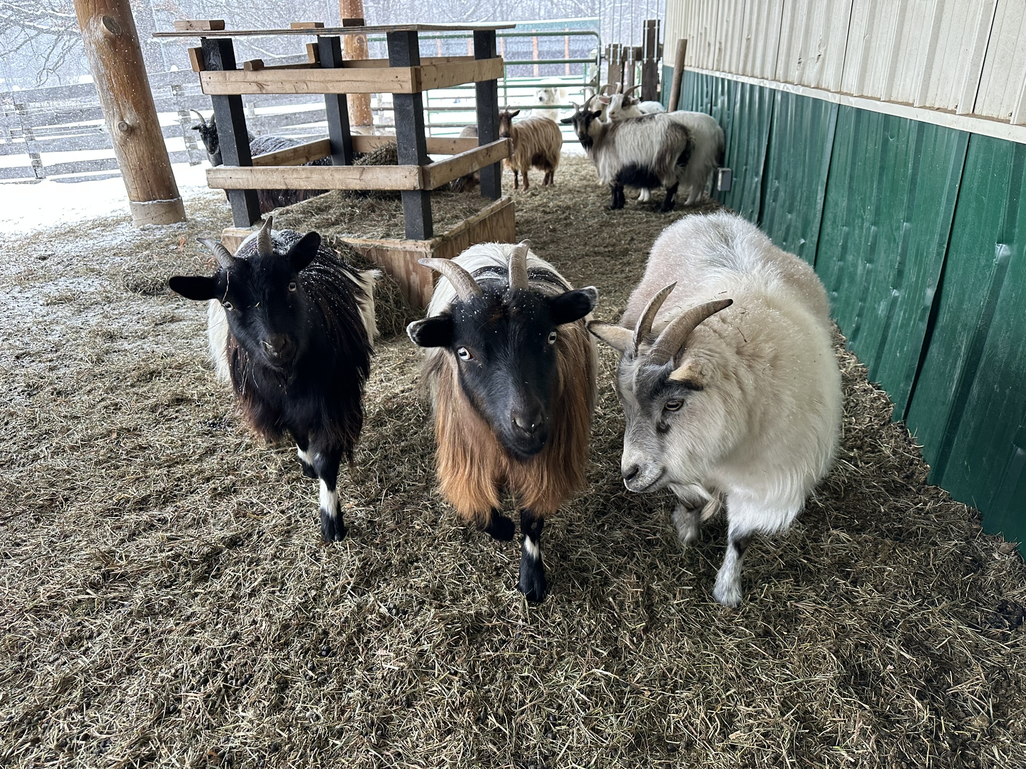 Three goats standing side by side by side