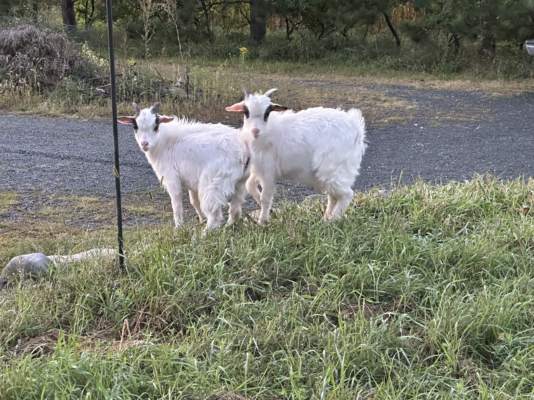 Twin white goat kids in grass