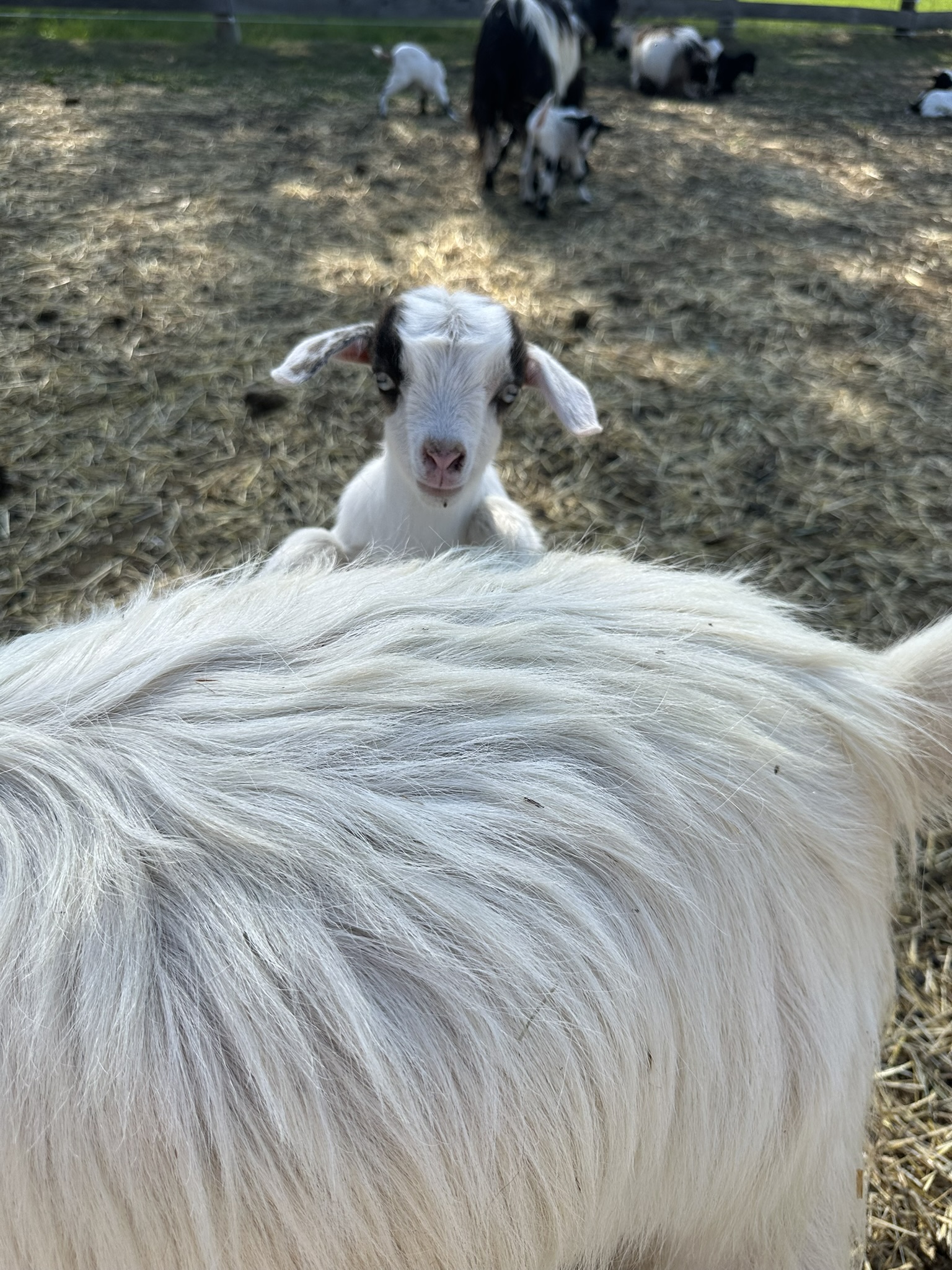 Goat kid peeks over mama