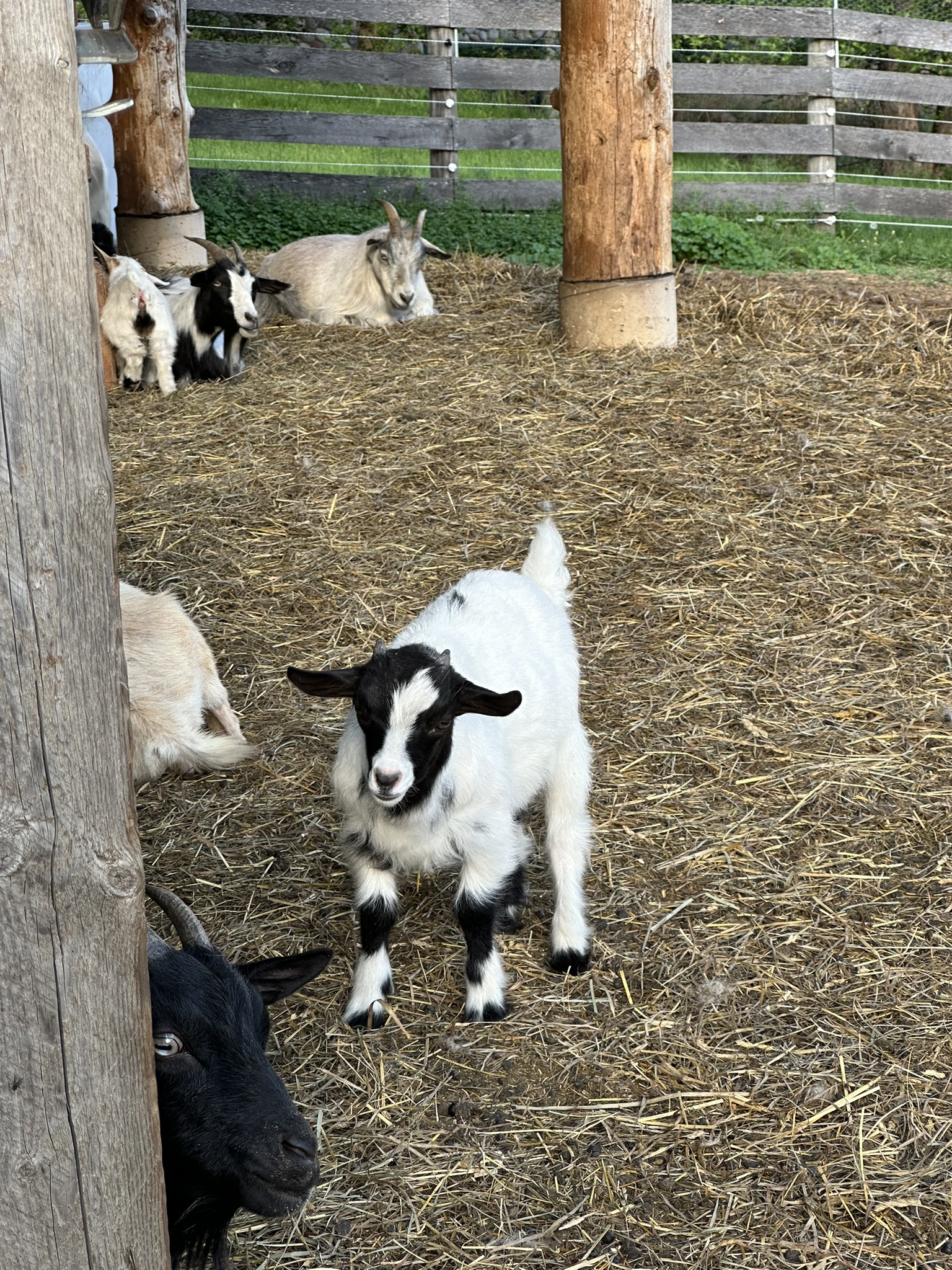 Black and white goat