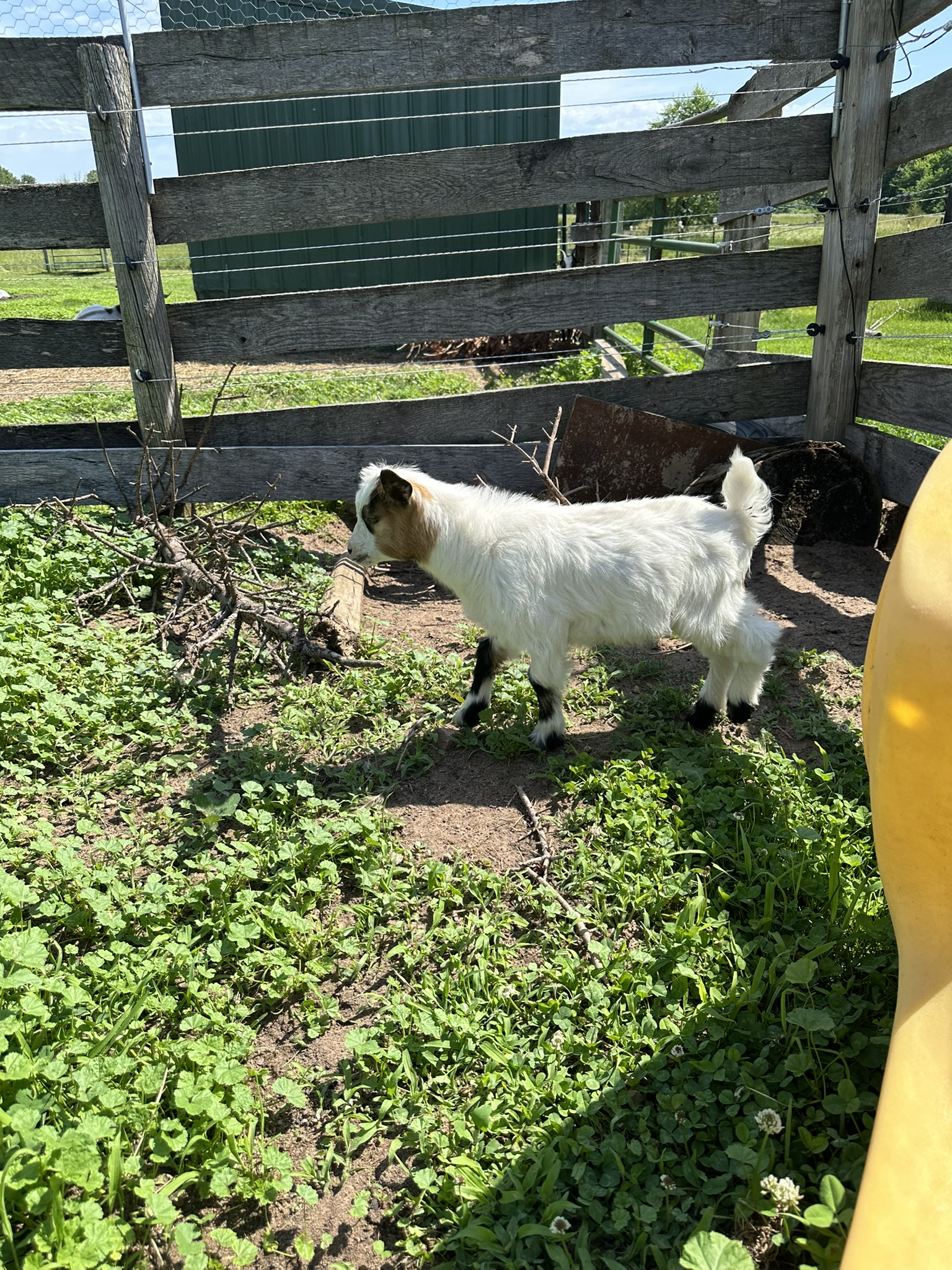 white goat with tan face and long hair