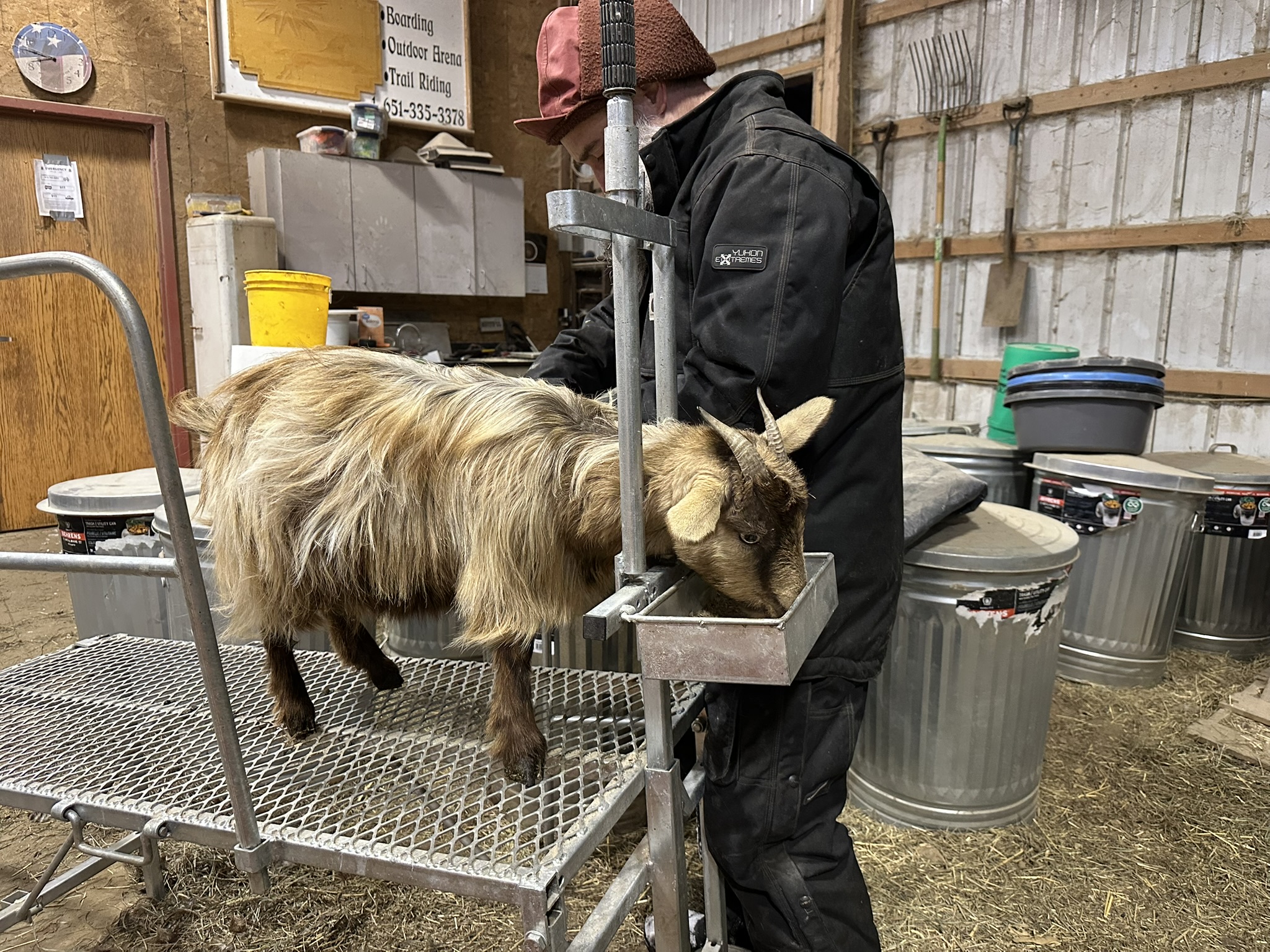 goat with long brown hair on milking stand eating
