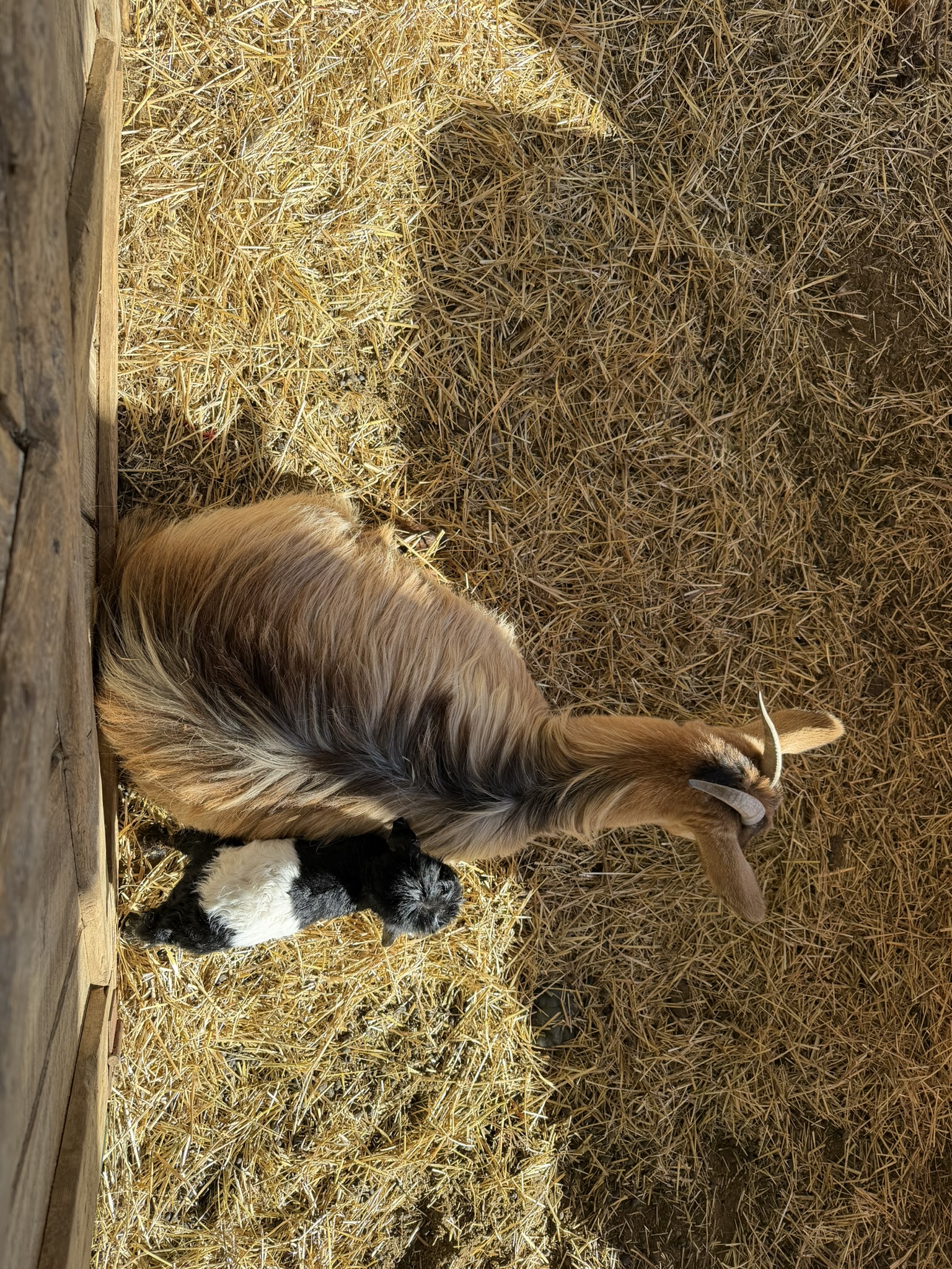 Long haired brown dam with black and white kid