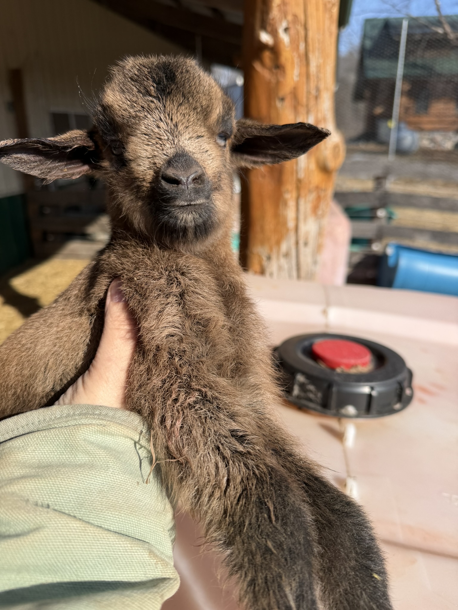 Brown baby goat