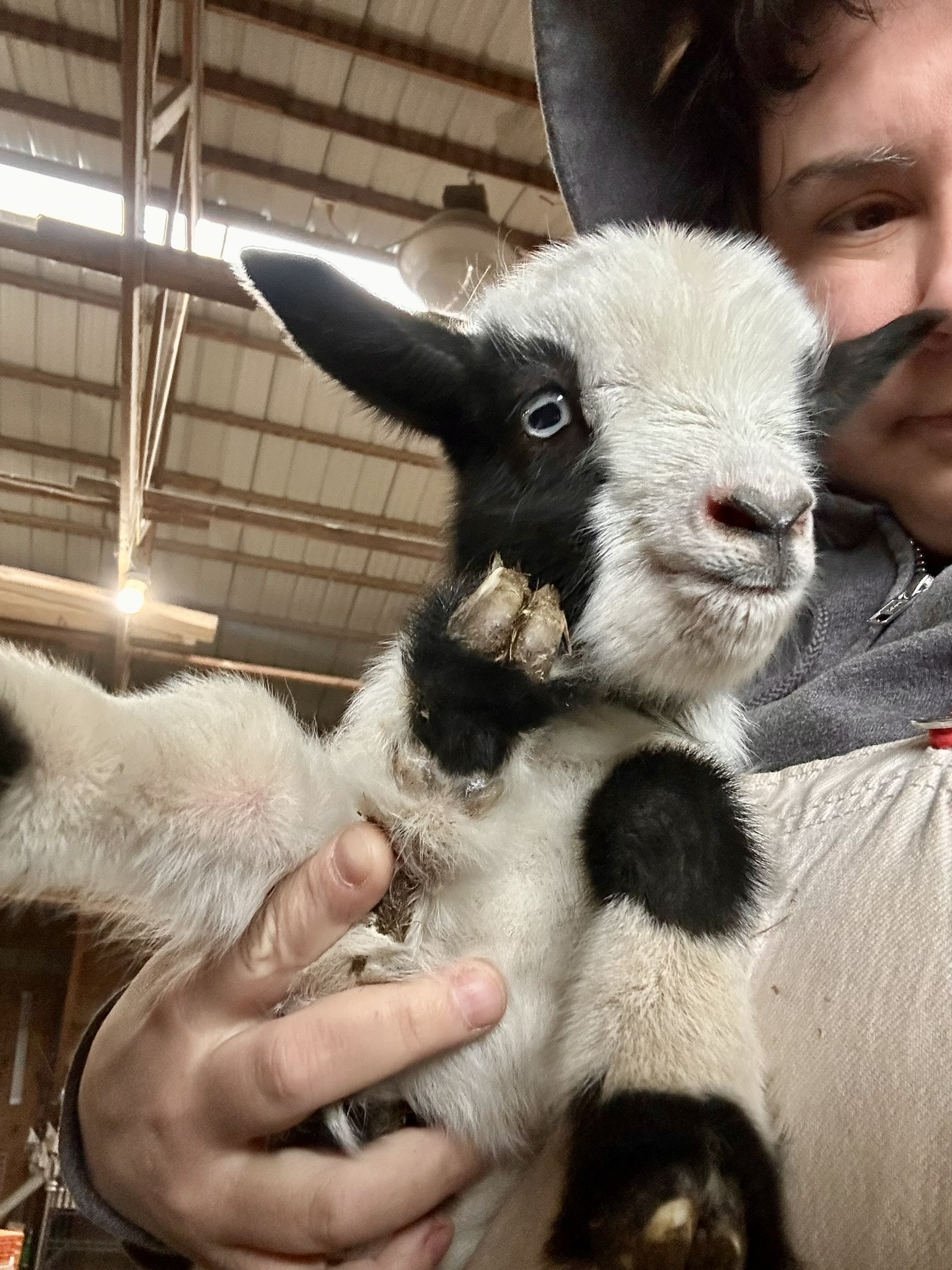 Woman holding black and white goat kid with blue eyes