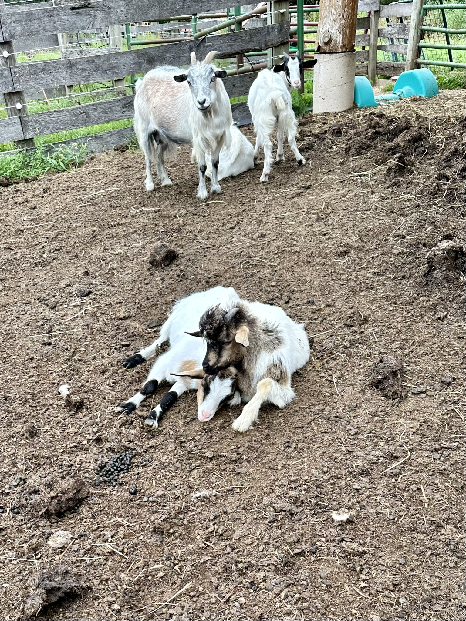 Two brown and white goats cuddling