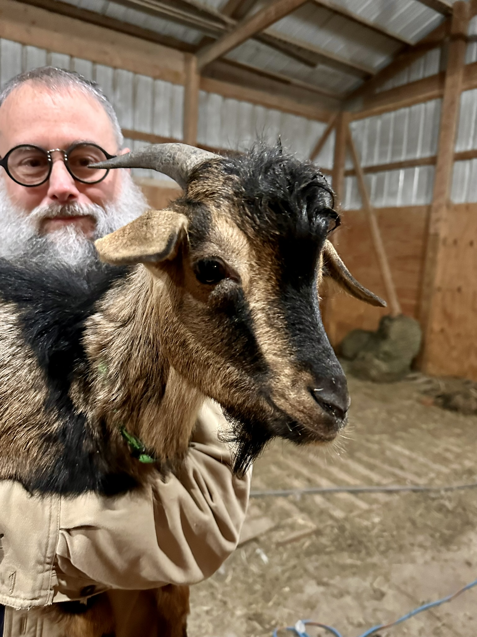 close up for buckskin colored goat with bangs