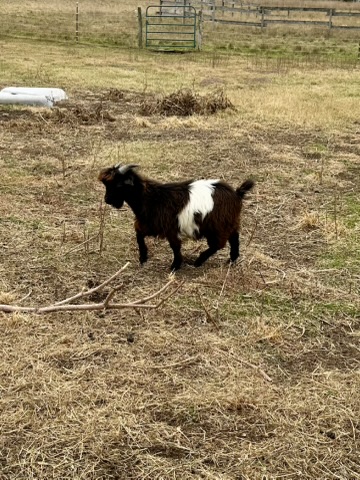 Long-haired black goat with white band