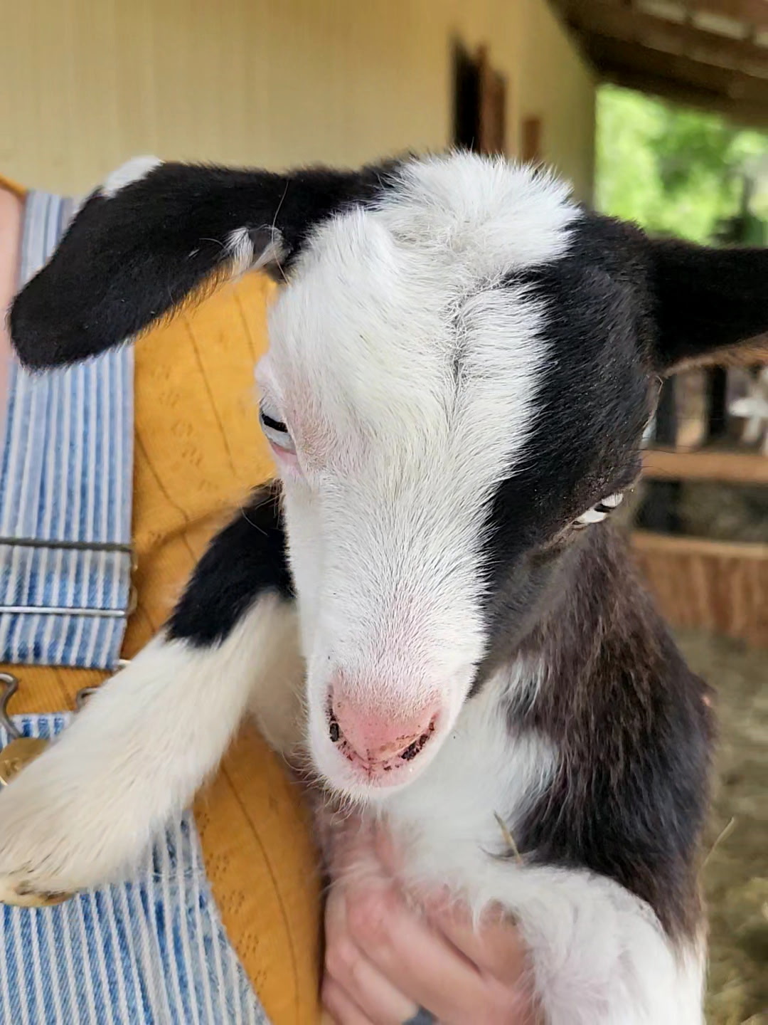 close up of black and white goat with blue eyes