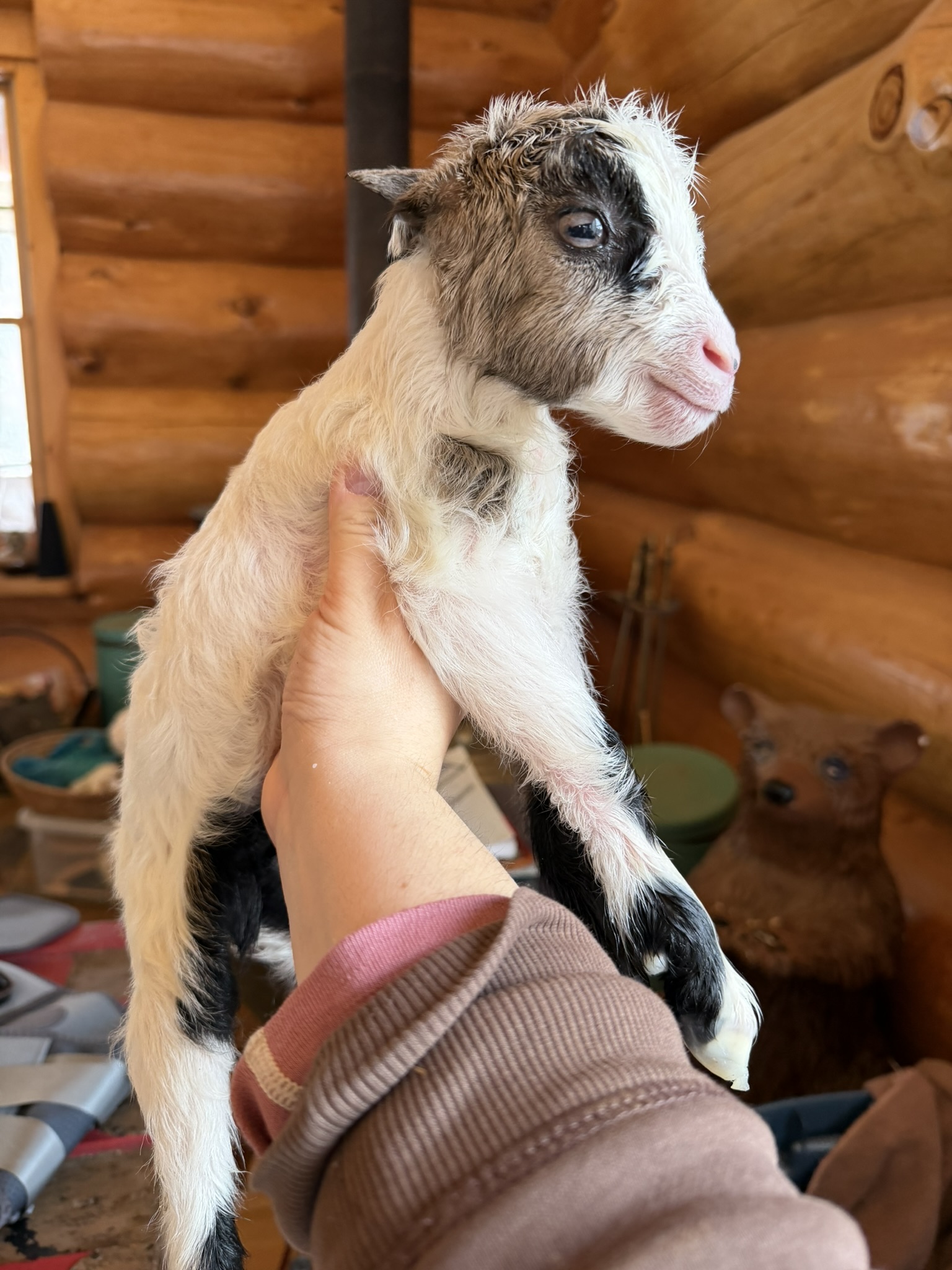 Newborn white goat with brown face markings