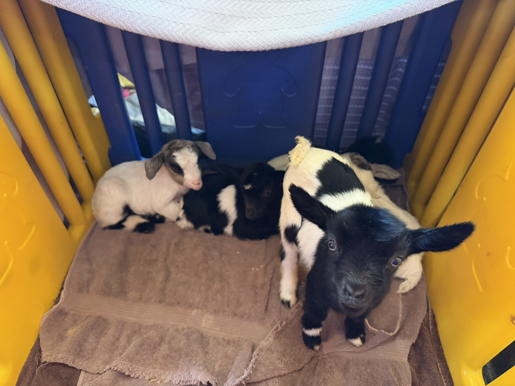 Baby goats in a play pen, a black and white one is looking at camera