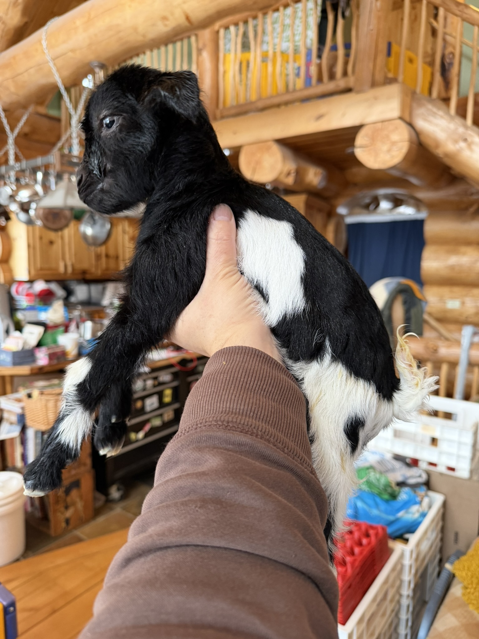 Hand holding up a newborn black goat with white markings