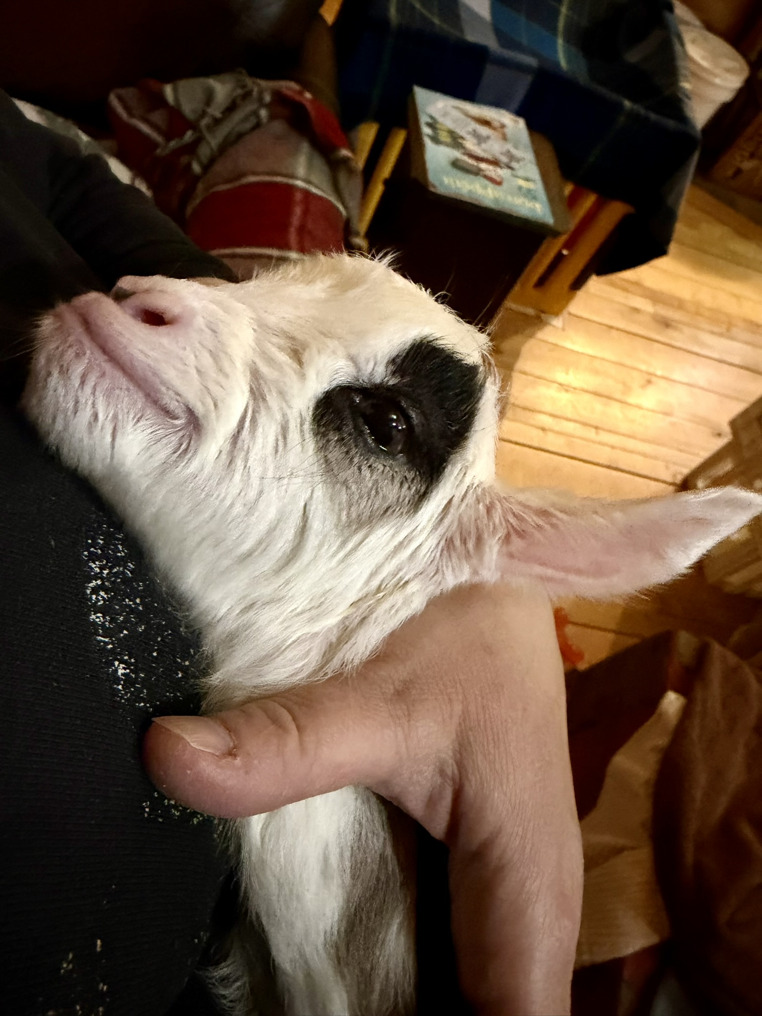 close up of baby goat