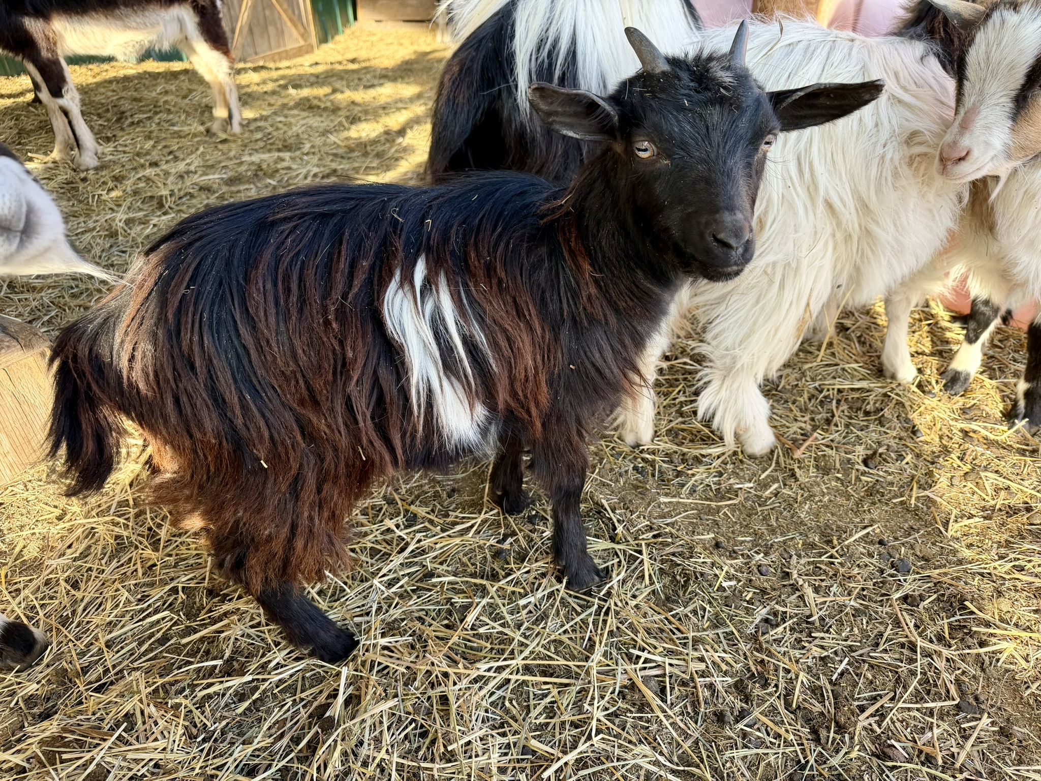 Small long-haired black goat with white spot and blue eyes
