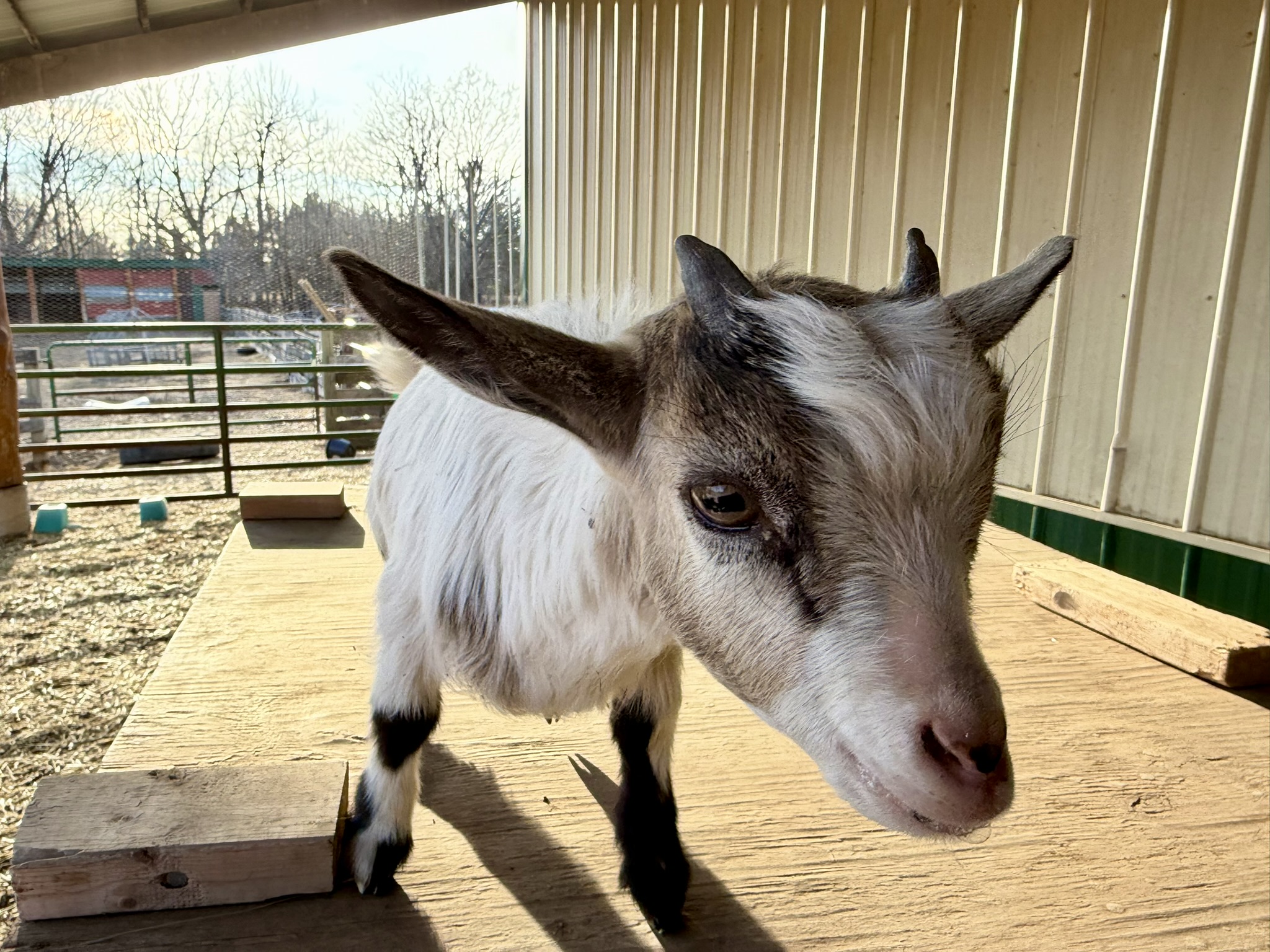 White goat with brown markings around eyes