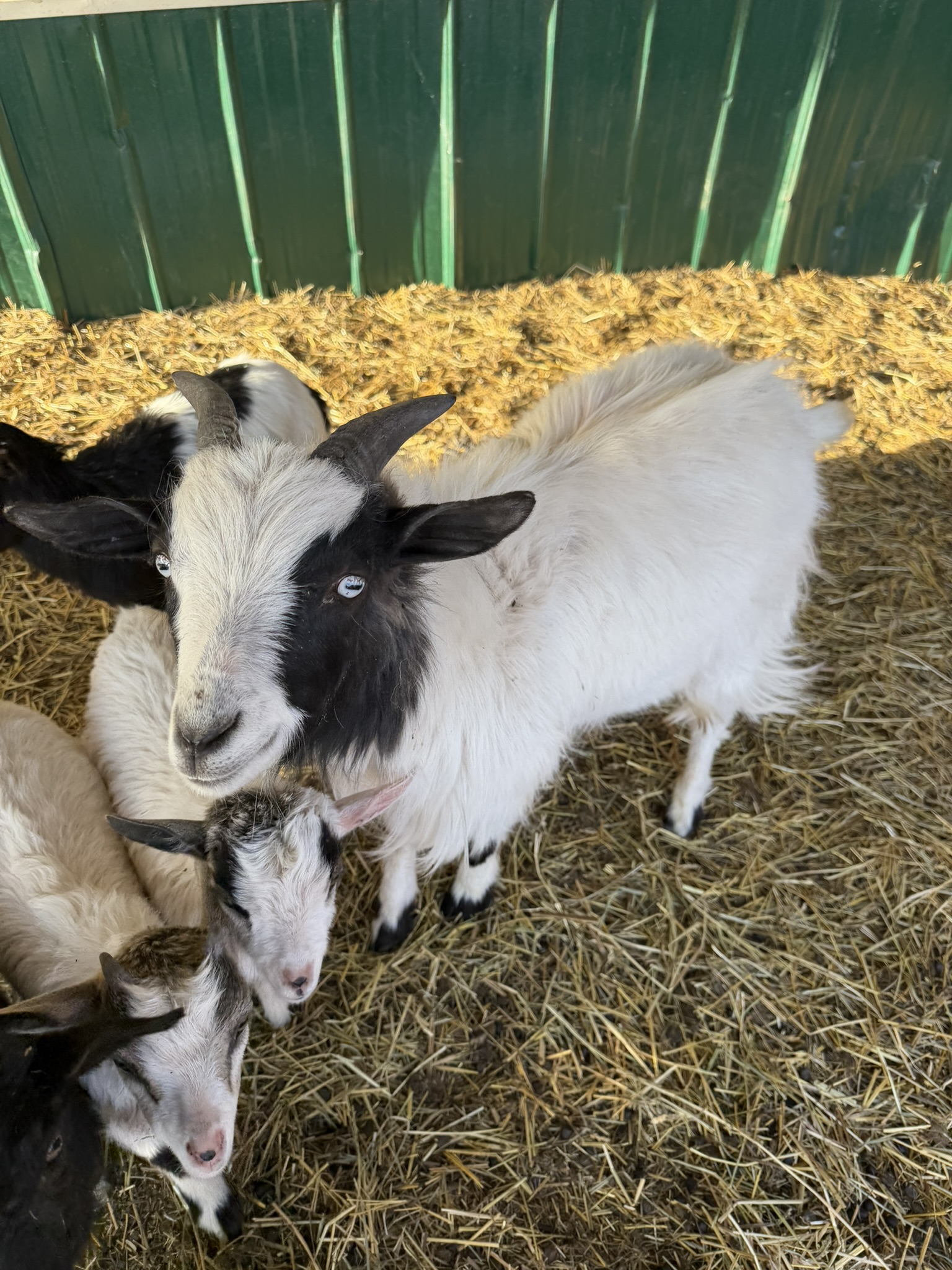 White got with black markings around eyes and blue eyes