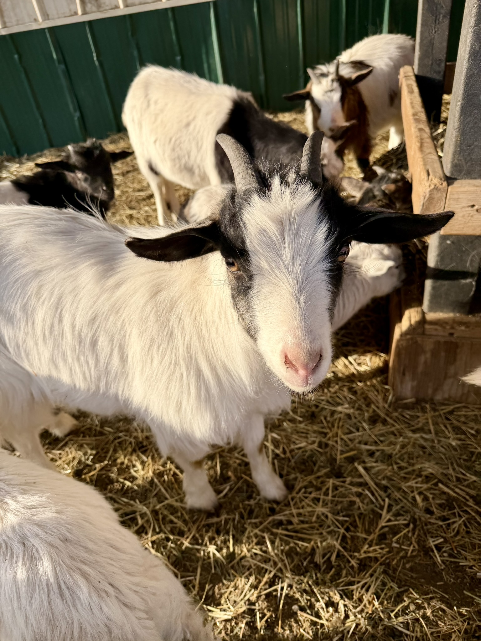 White goat with black markings around eyes
