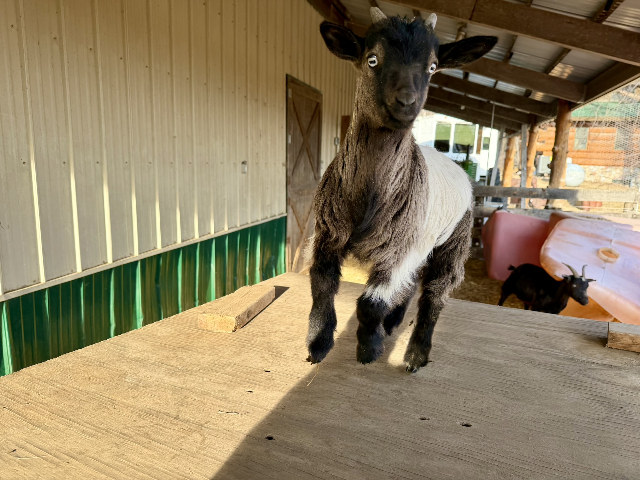 Gray and black goat with white band and blue eyes