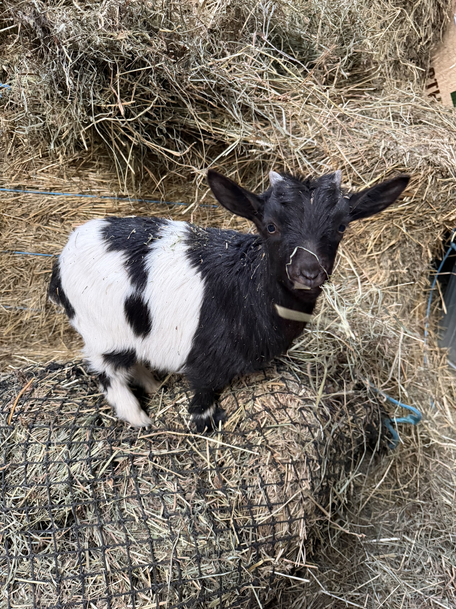 black and white goat standing in hay eating and looking at camera