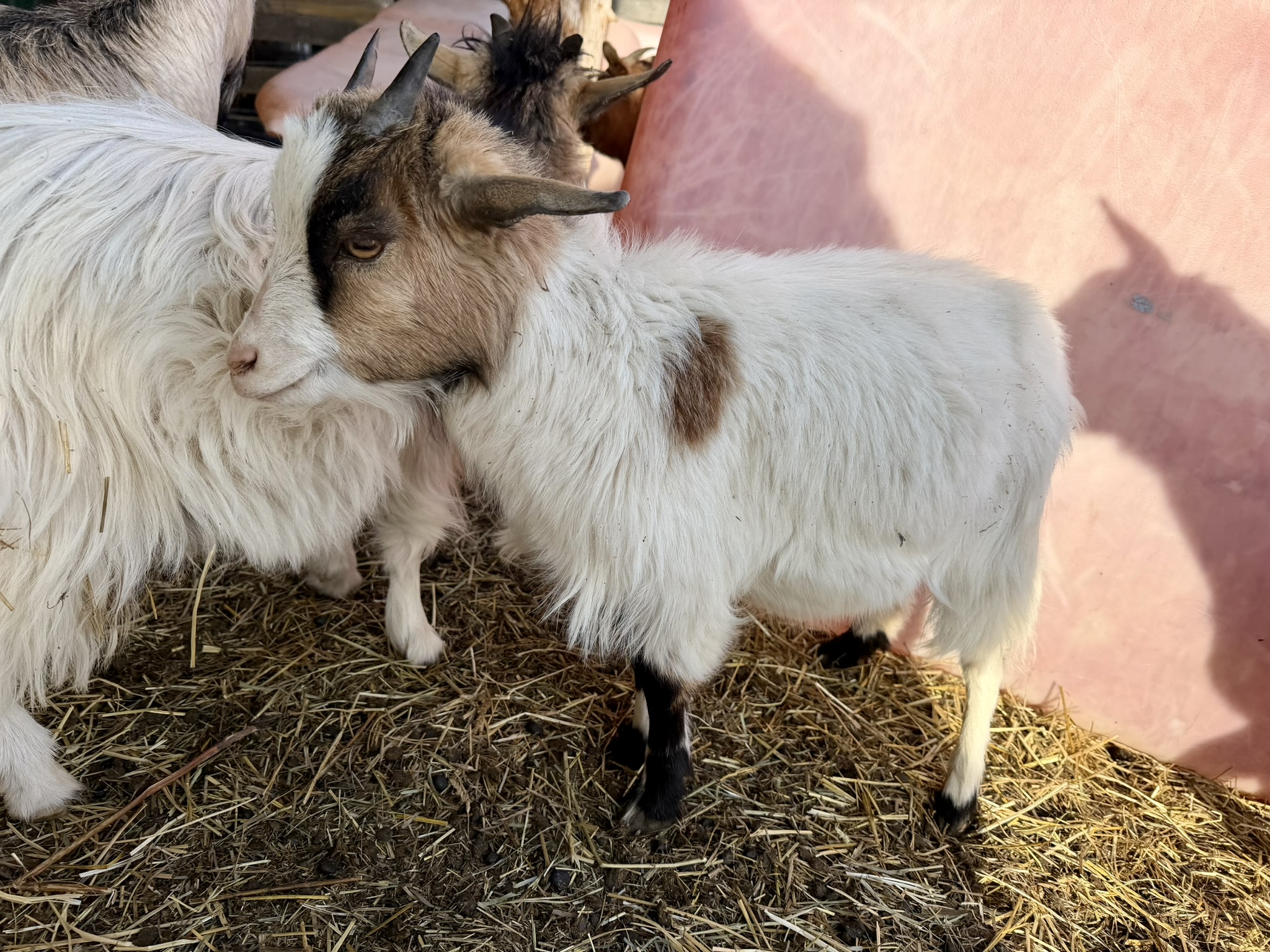 White goat with brown markings