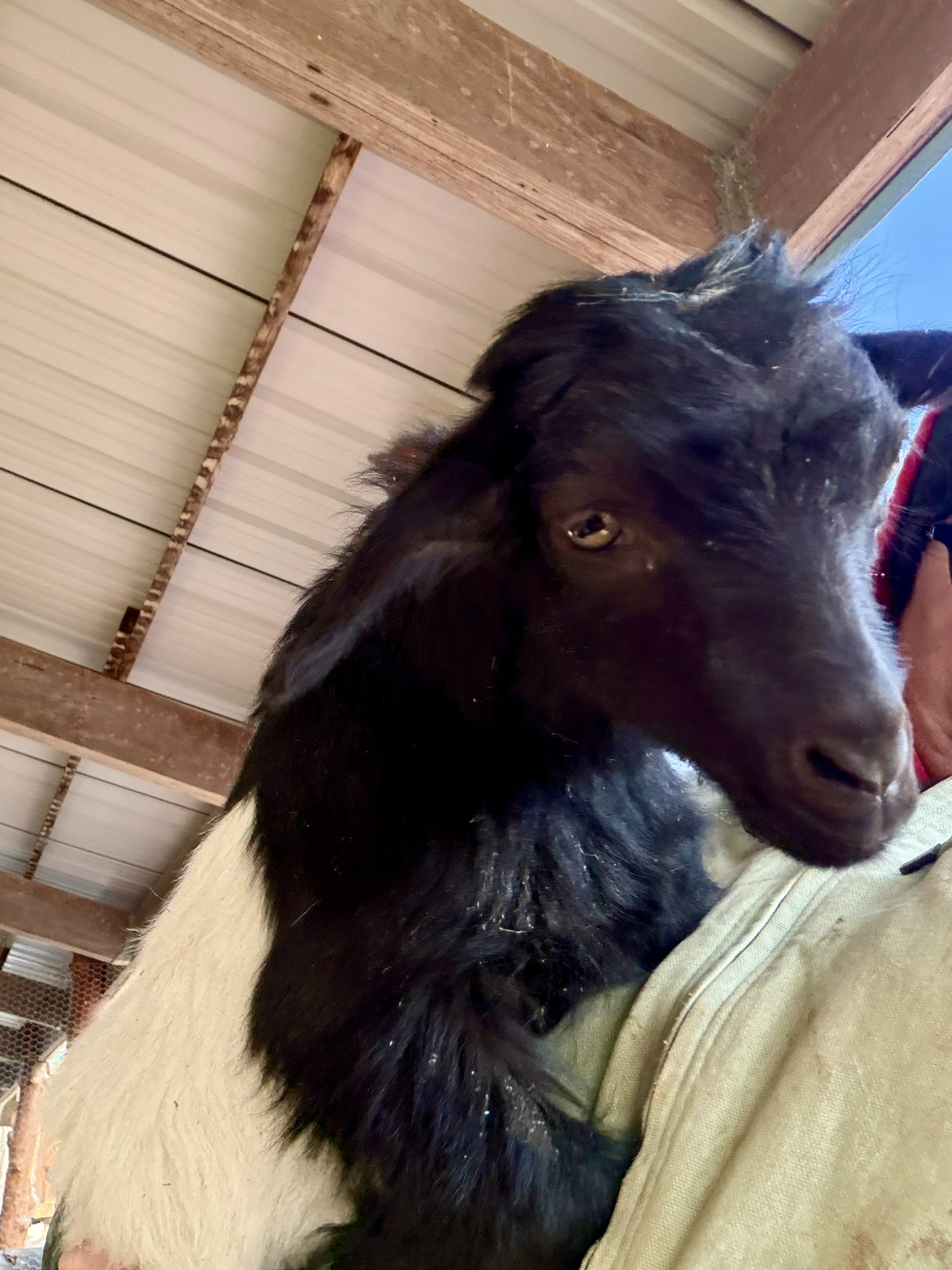 Black goat with white band and brown eyes