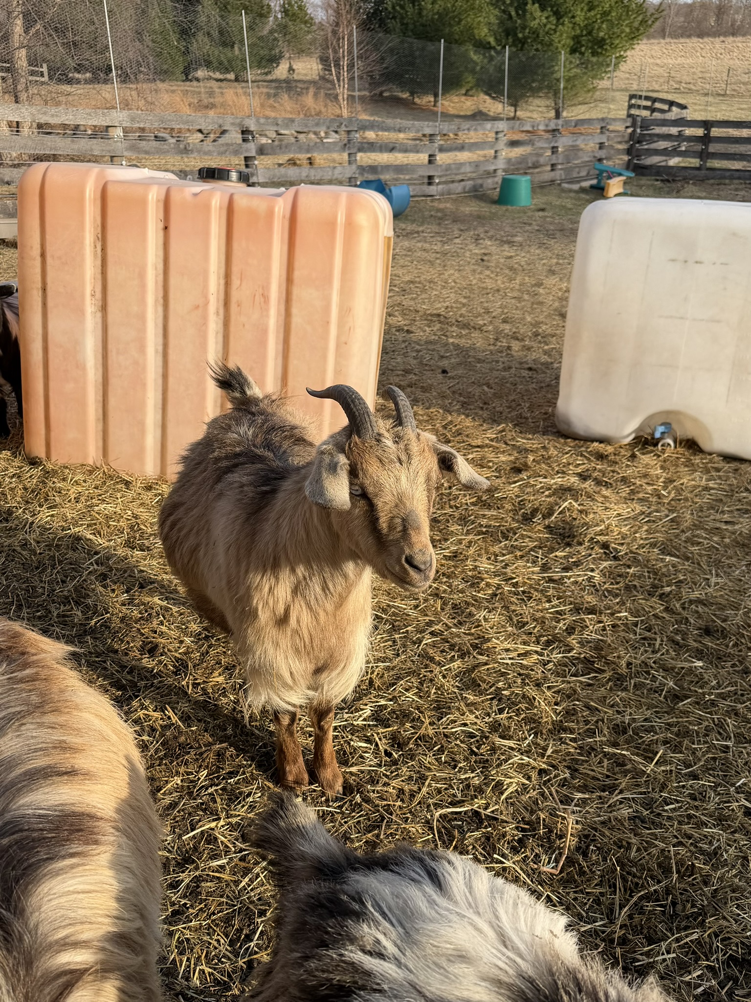 Brown doe with blue eyes