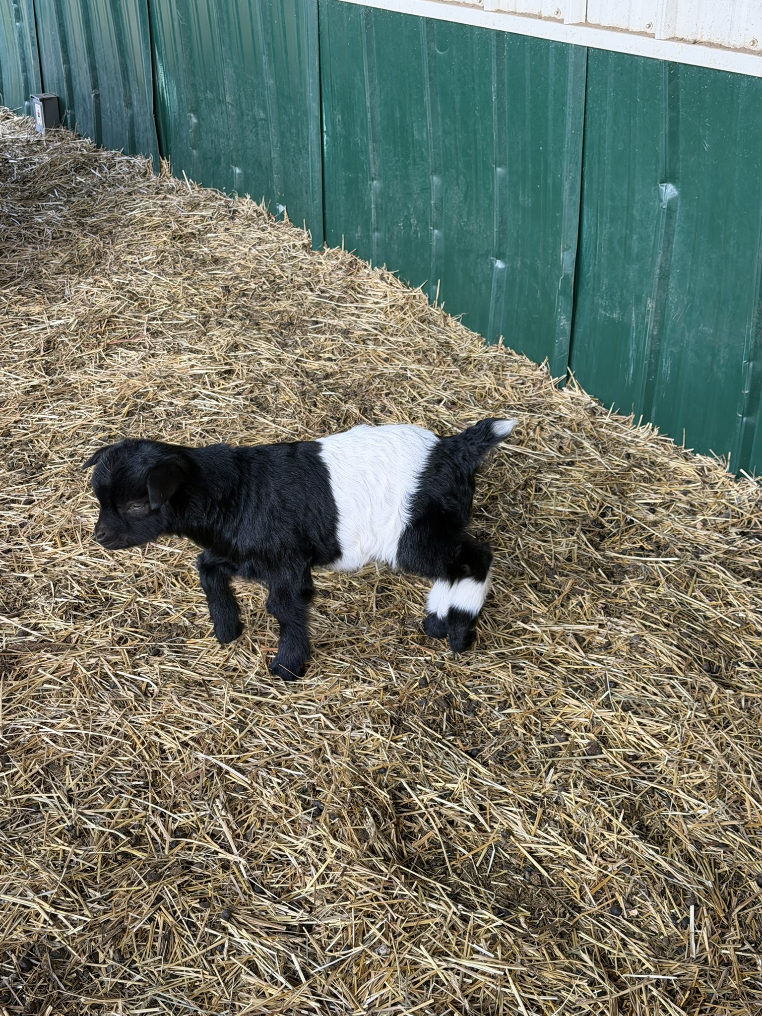 Black goat with white band in hay
