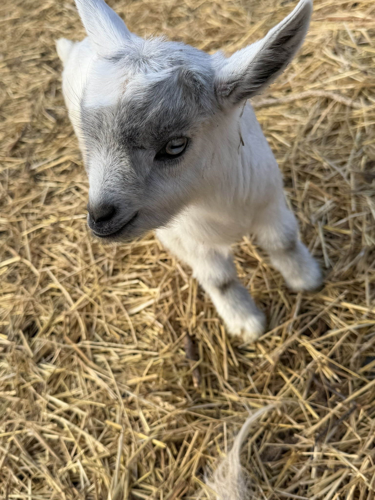 Silver baby goat with blue eyes