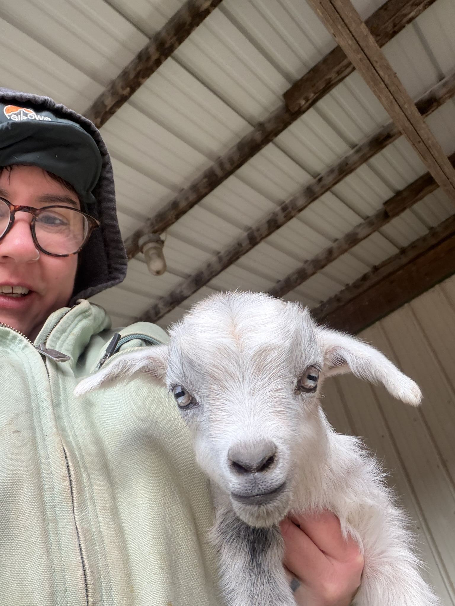 Person holding silver goat kid with blue eyes